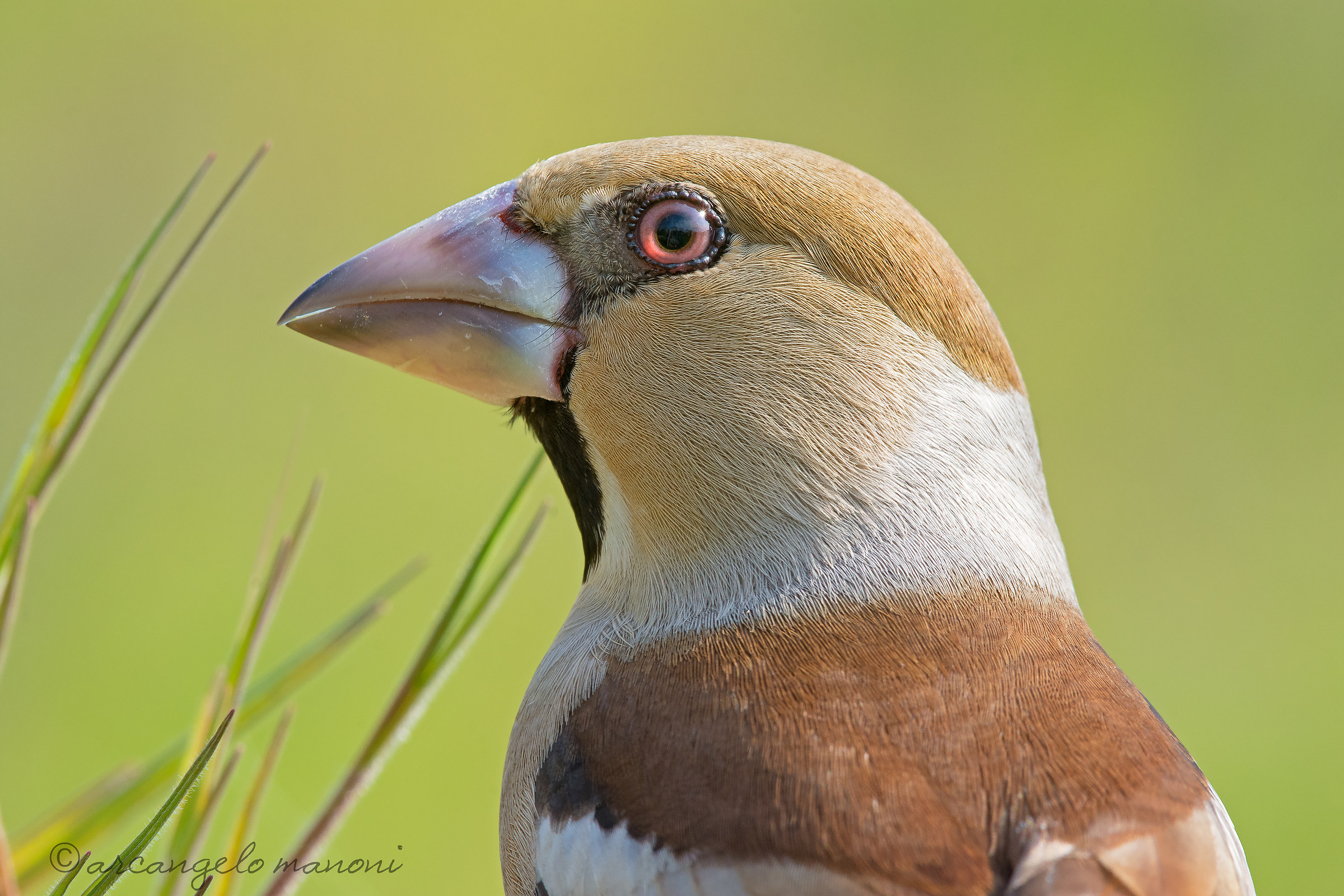 My shed in your eyes