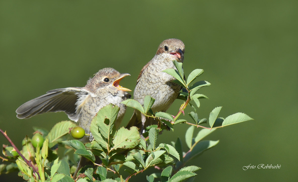 Two young hungry ...