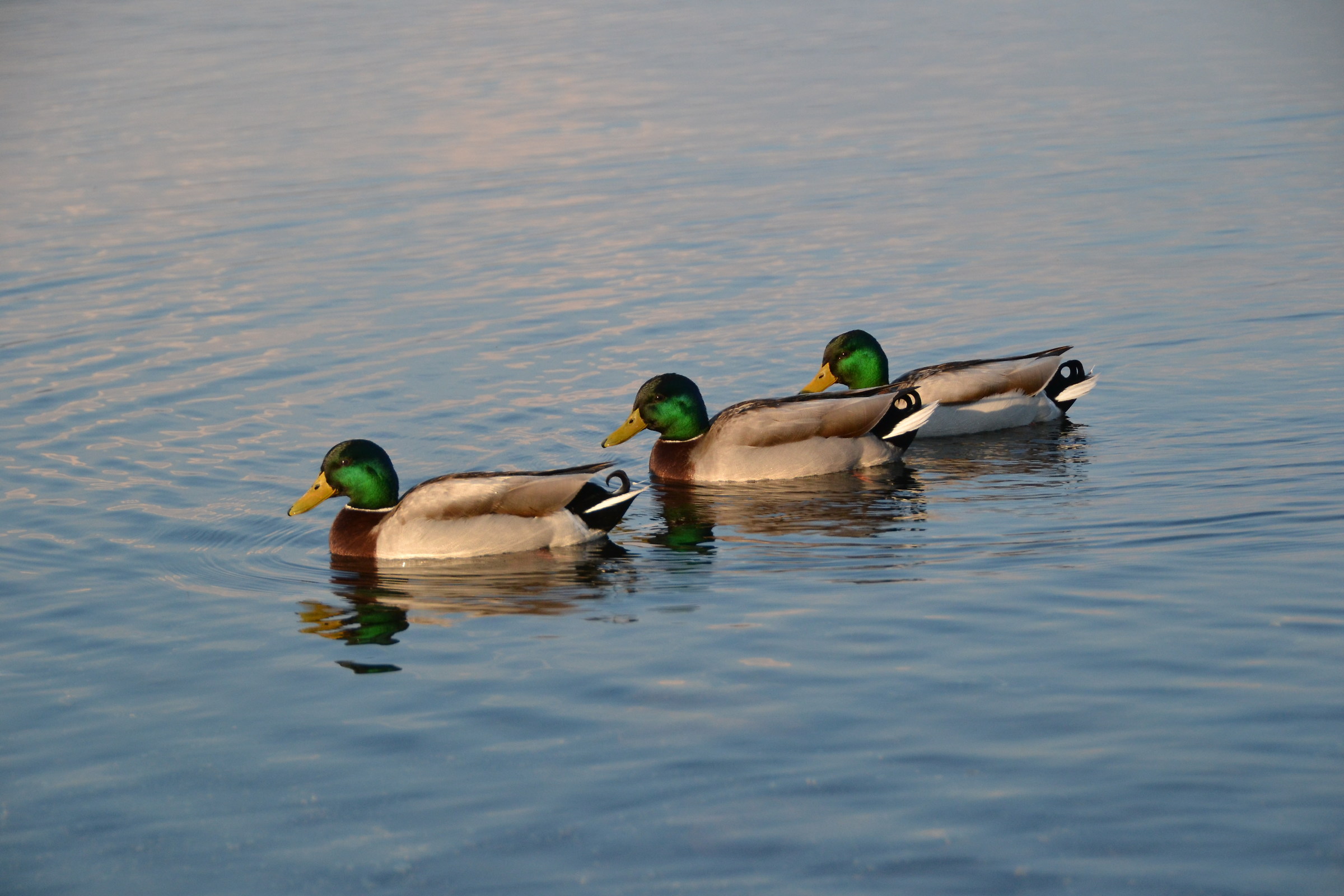 male mallards in single file