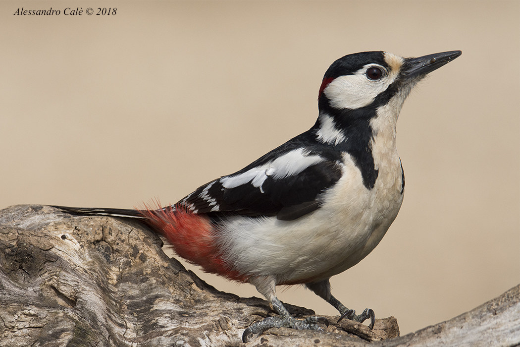 Dendrocopos major (Picchio rosso maggiore) 0060