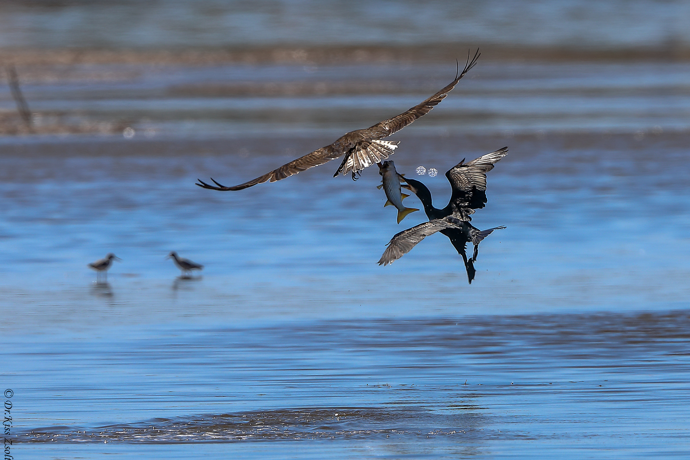 Attempt to steal a fish