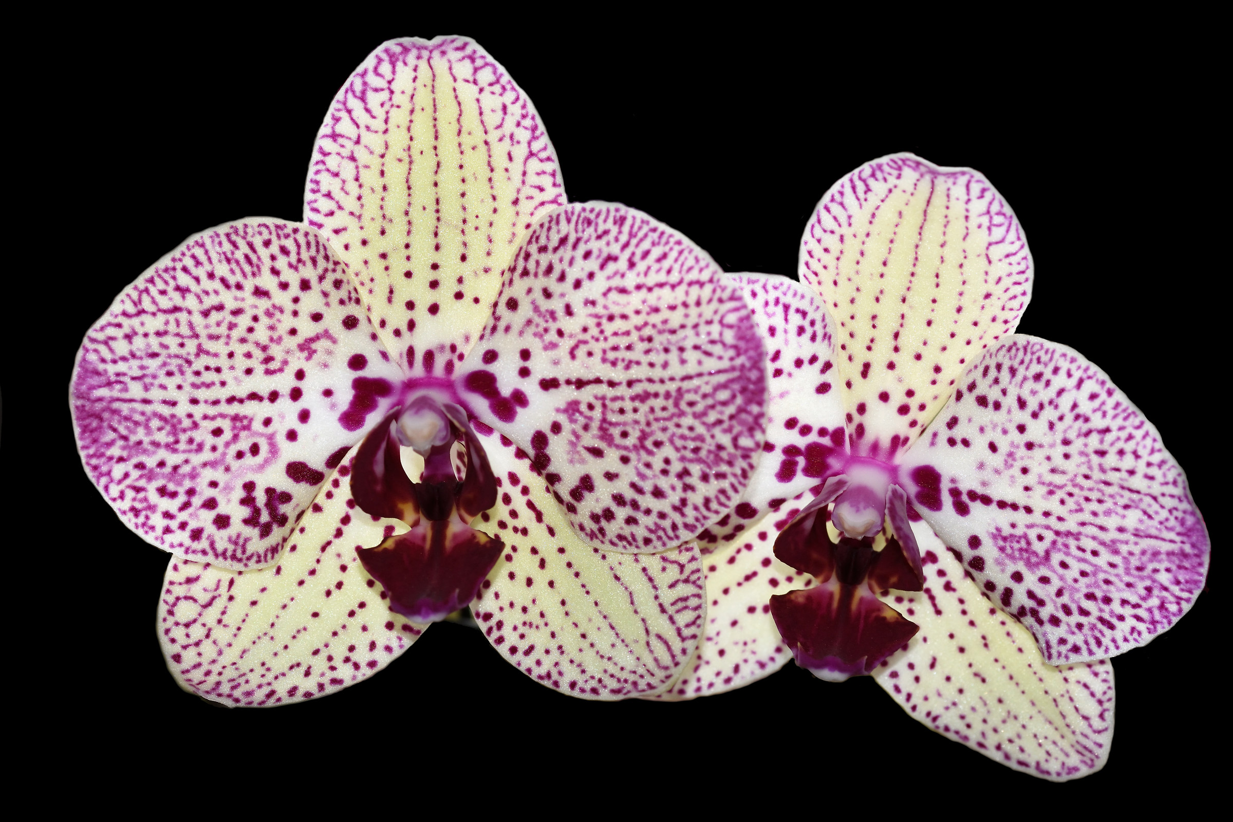 Orchidee di Luisa