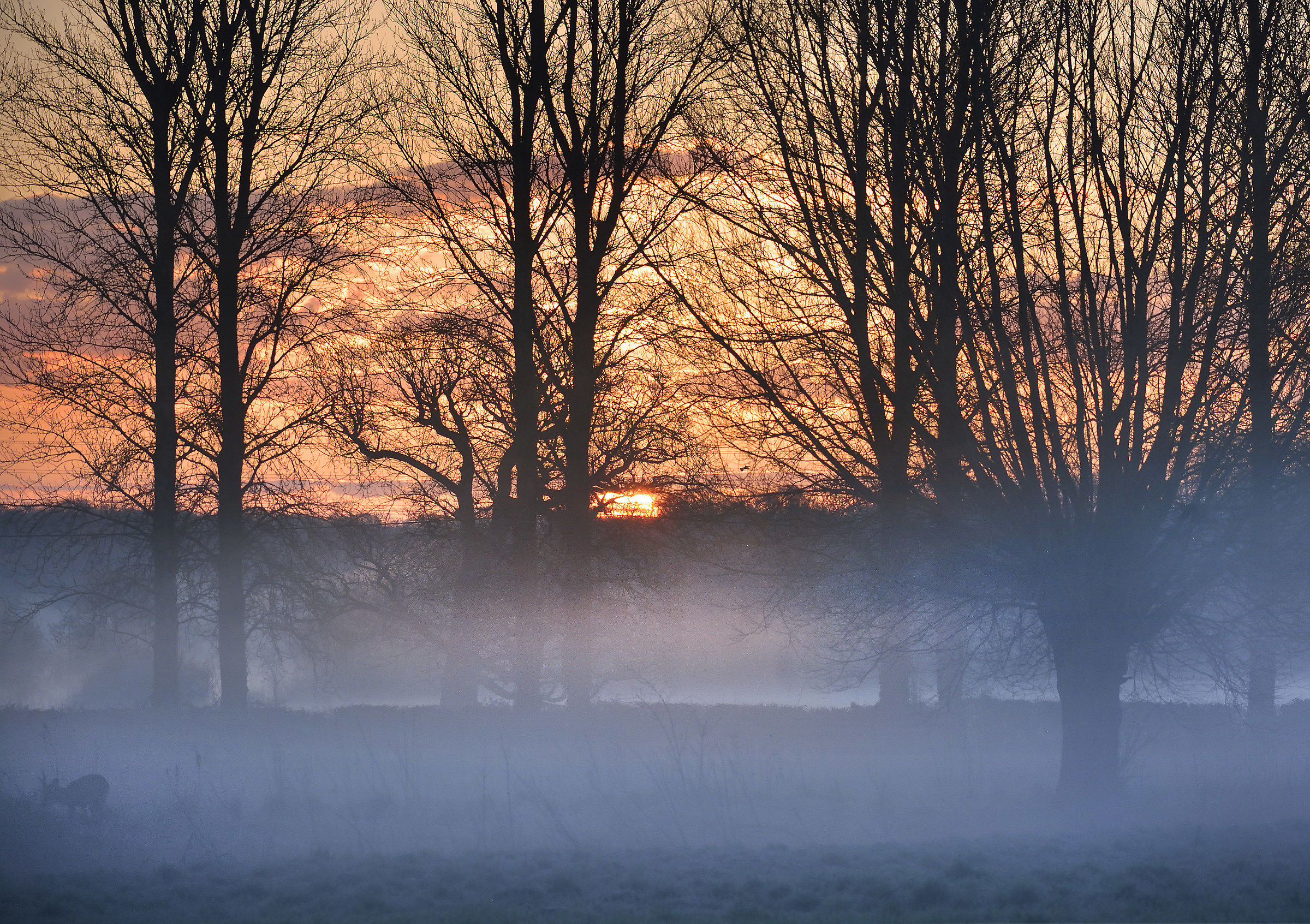Grazing Roe Buck, Misty Frosty Sunrise