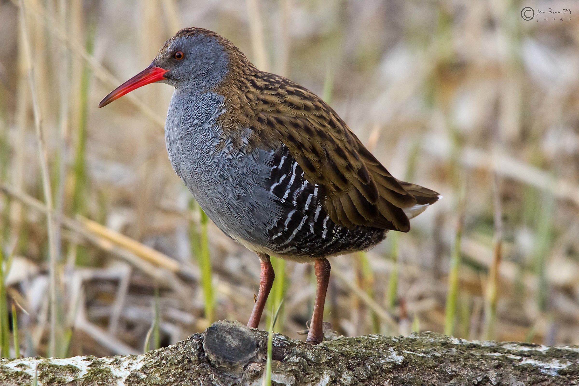Water Rail