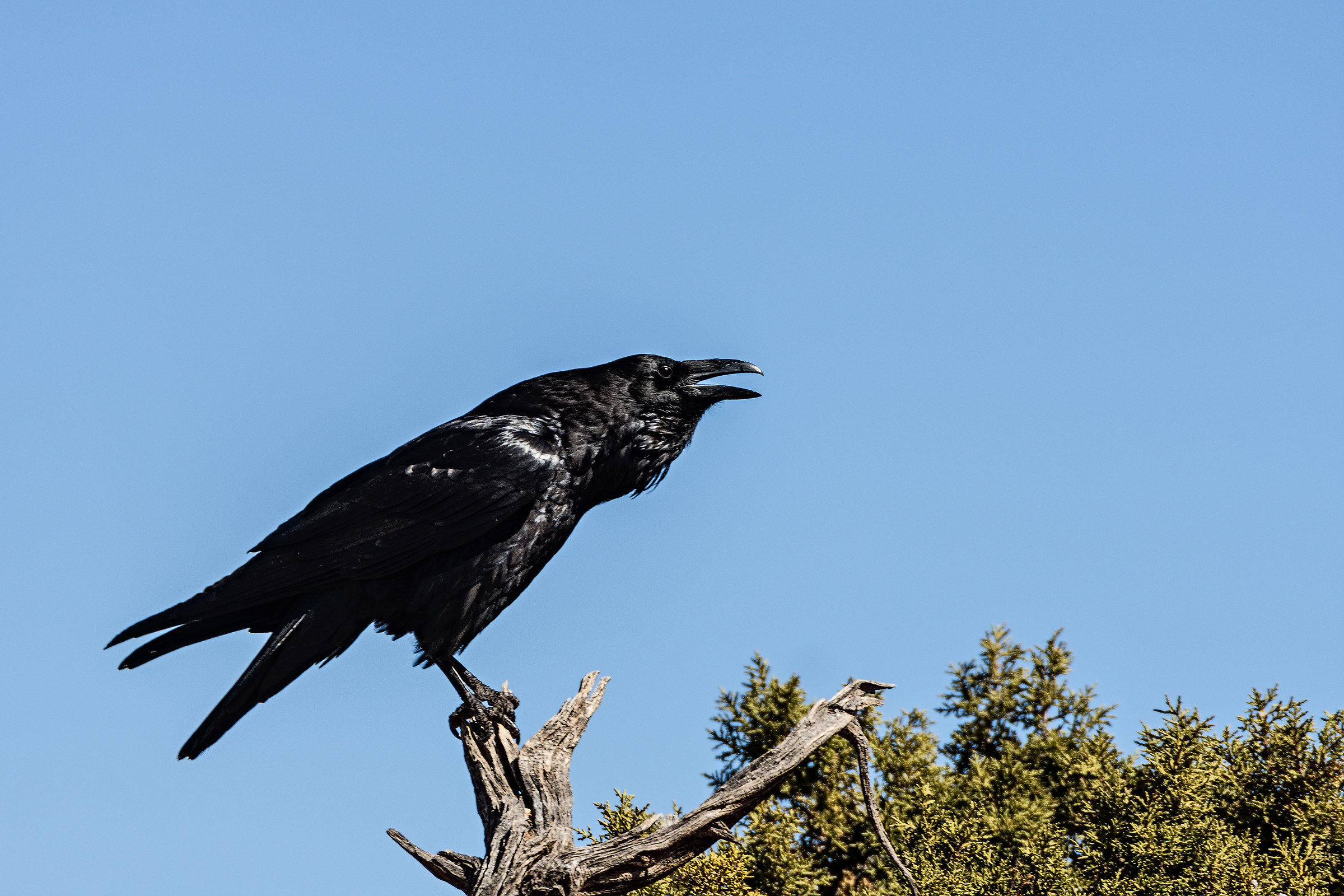 American Crow