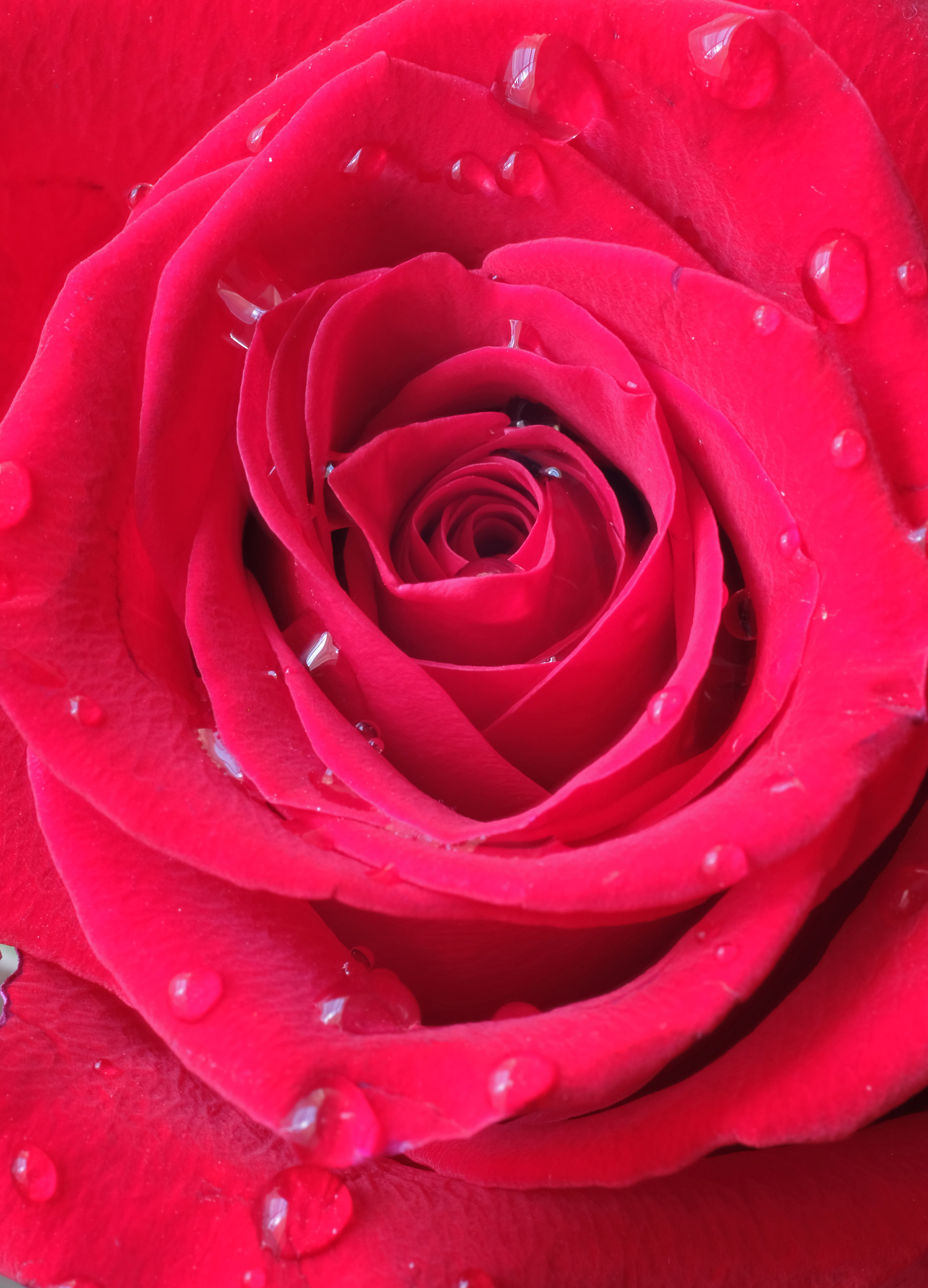 Rose Rosse per Te...