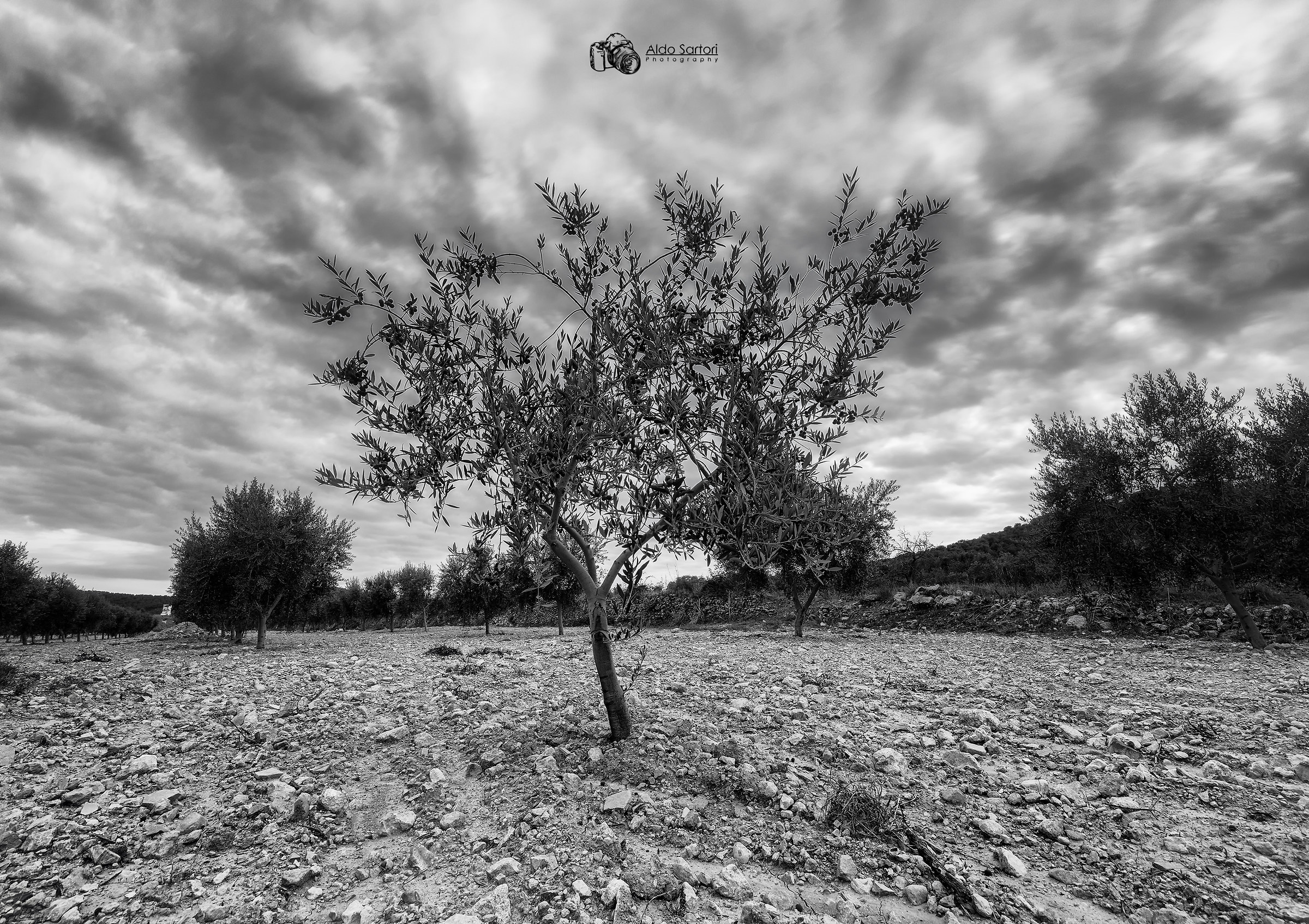 Ulivo