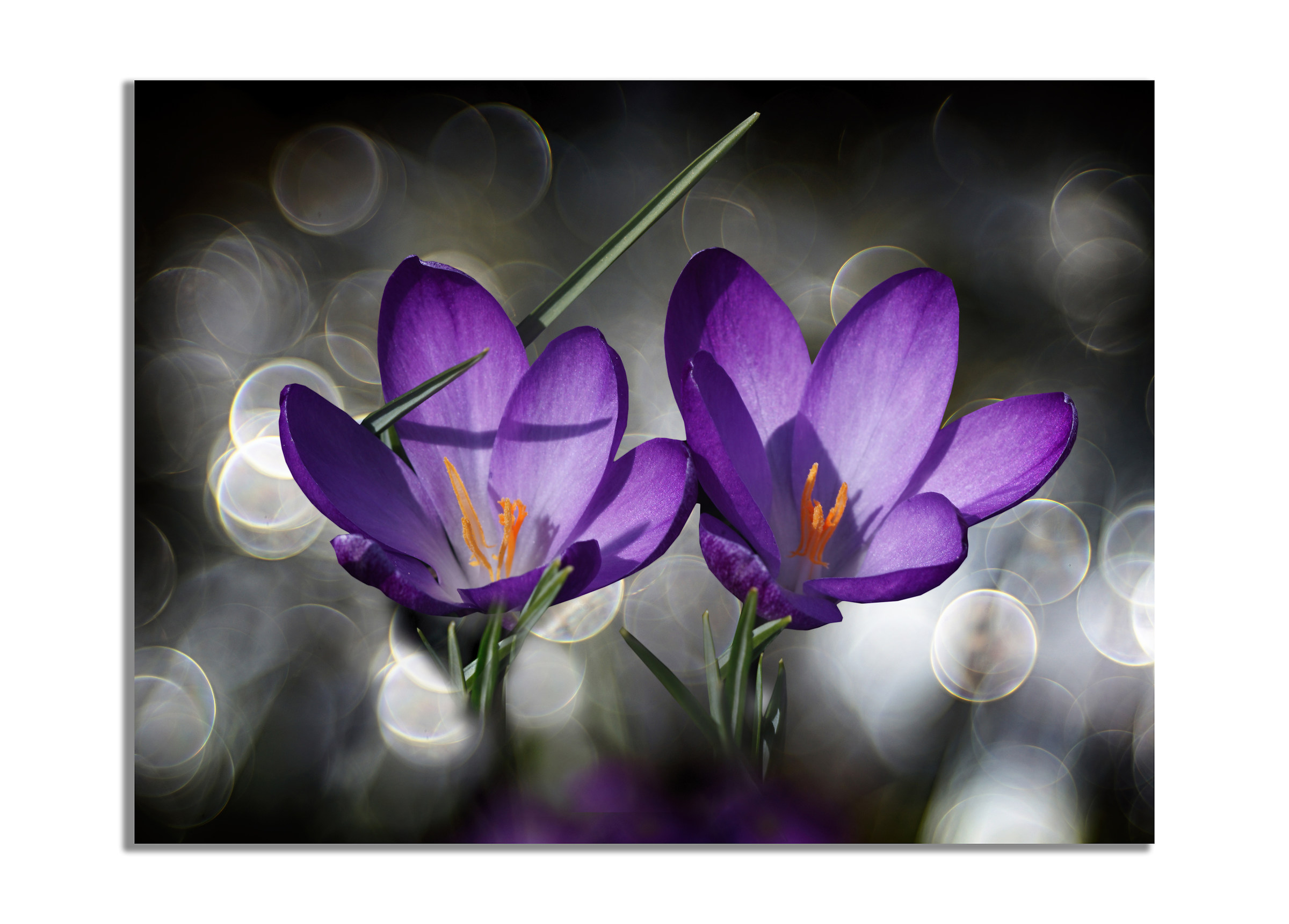 Crocus