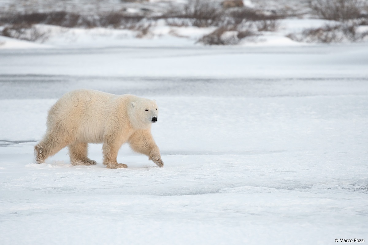 Walking on the frozen lake