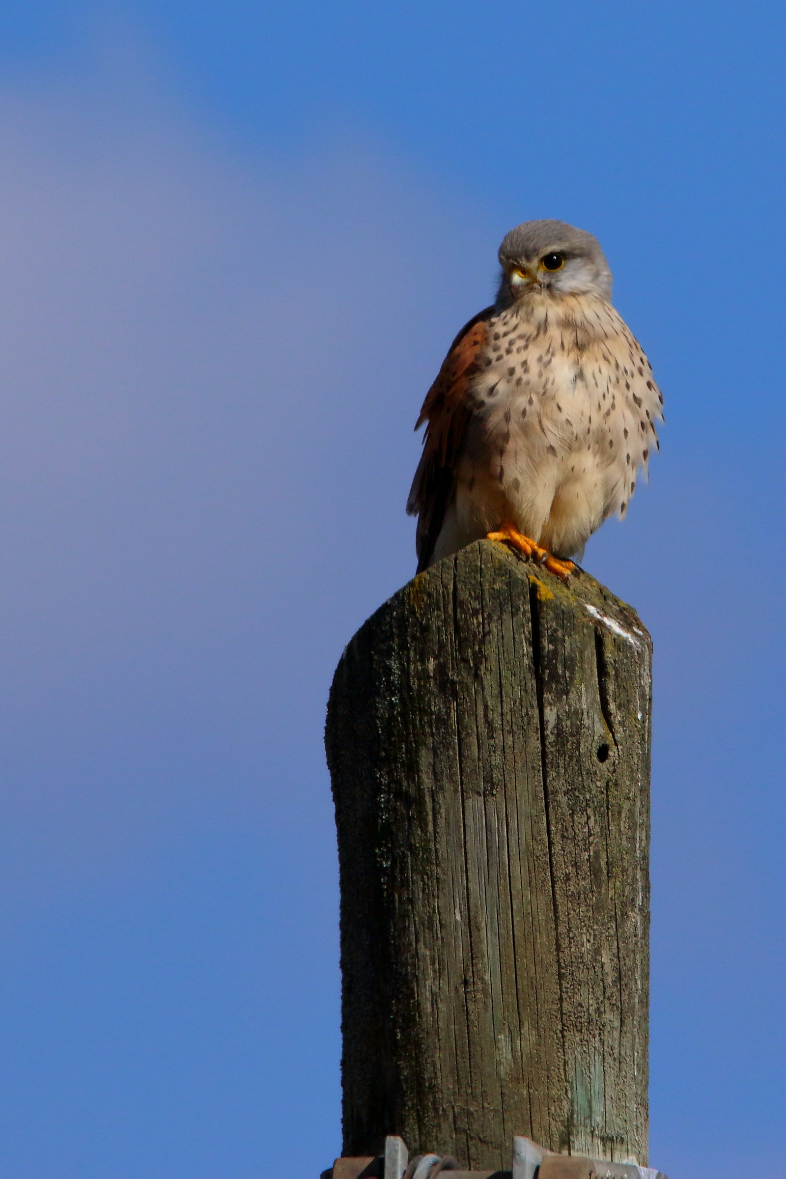 Kestrel Female