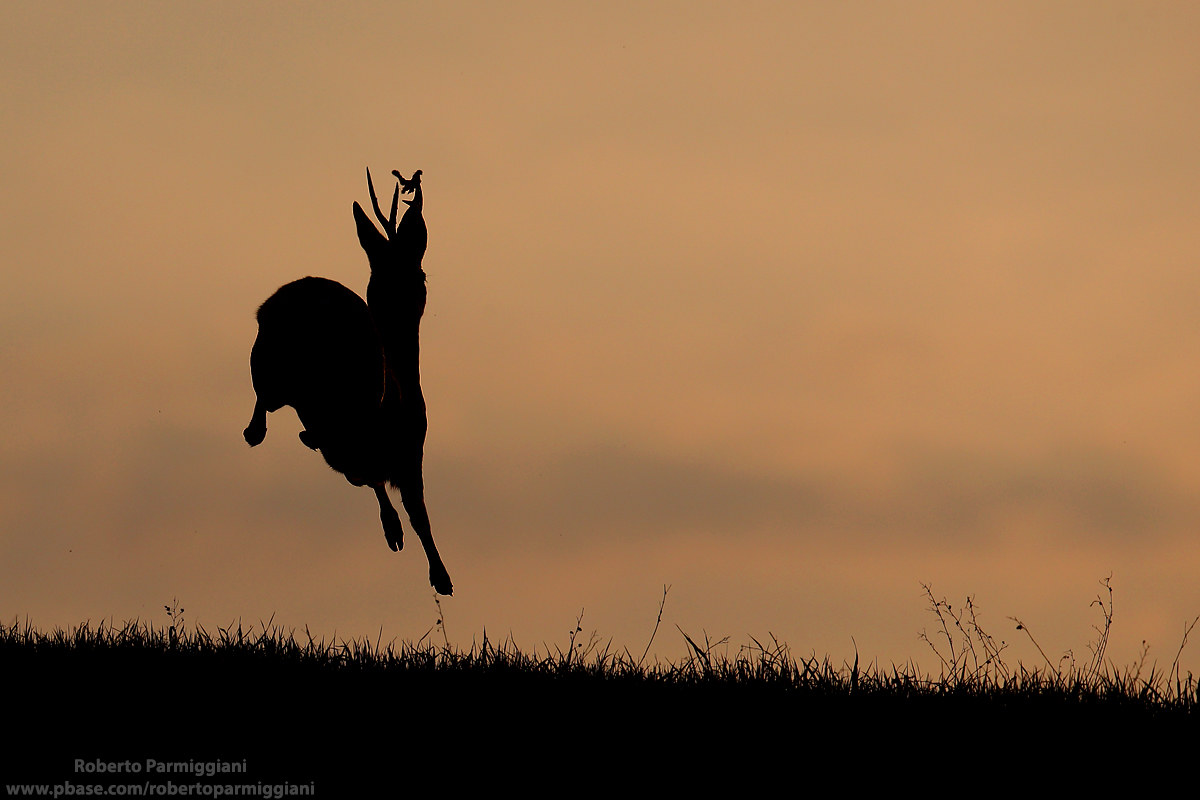 Jump towards the sunset