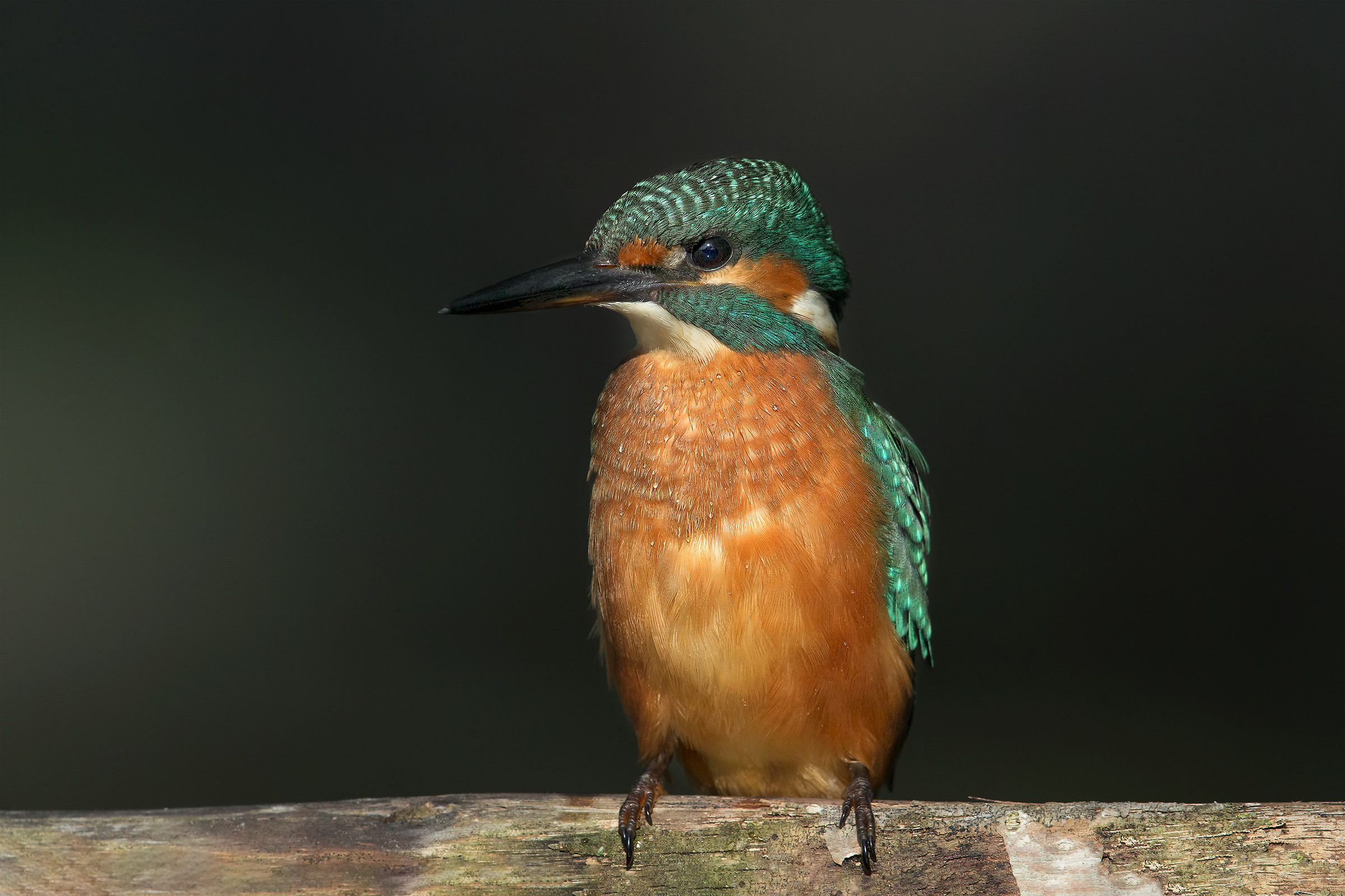 His Majesty ... the Kingfisher