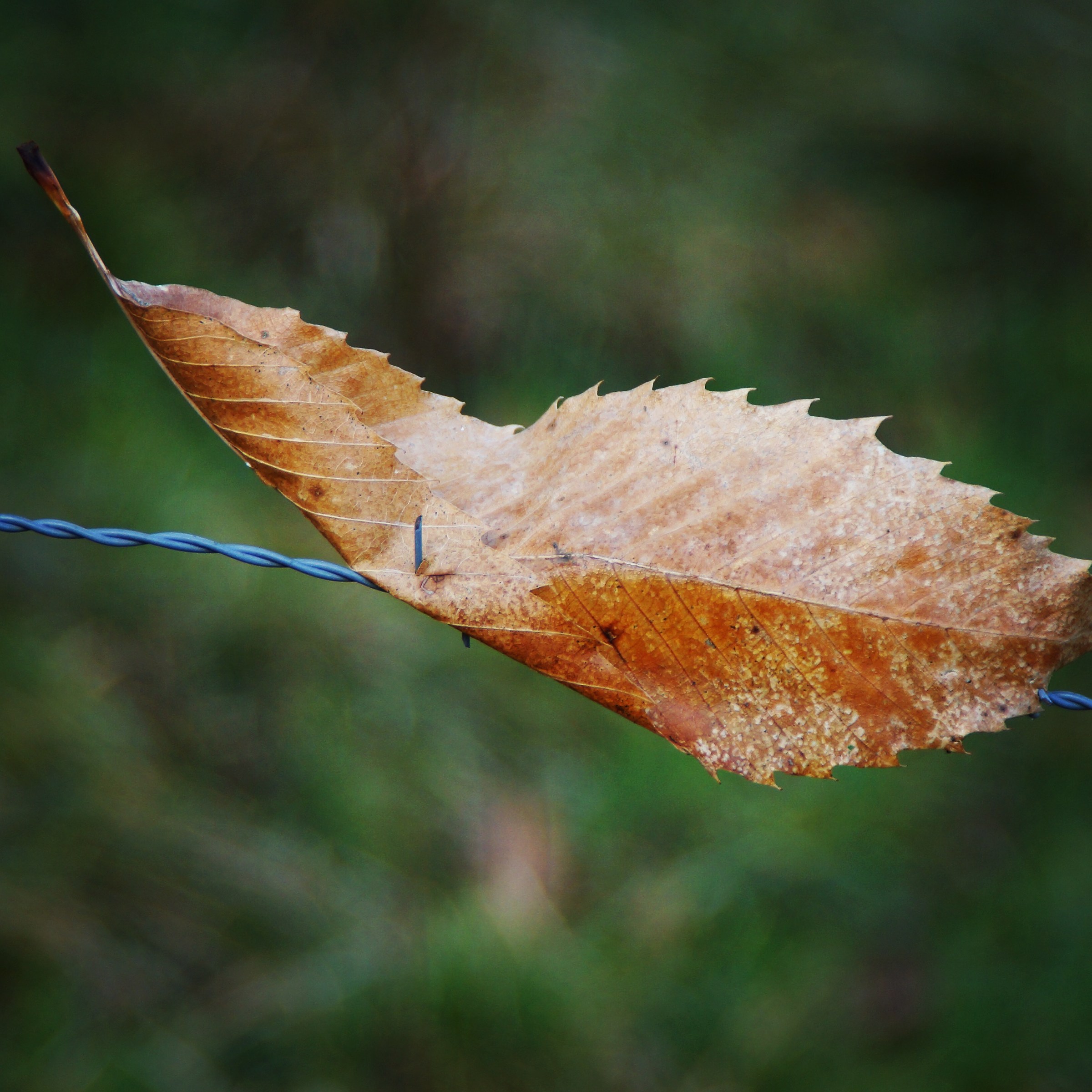 Leaf