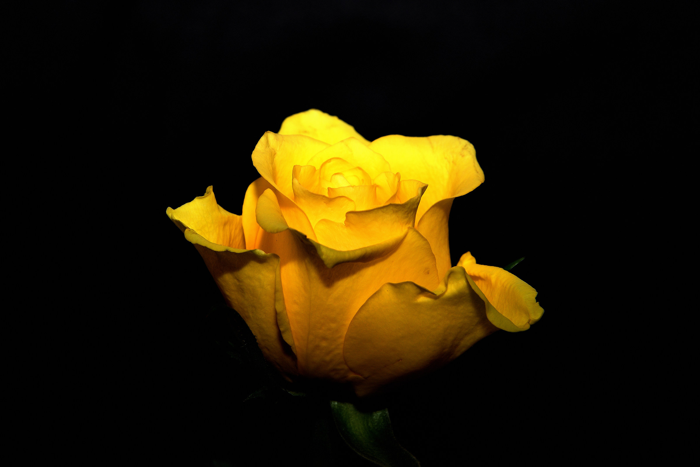 Yellow rose of texas