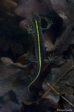 Triturus carnifex