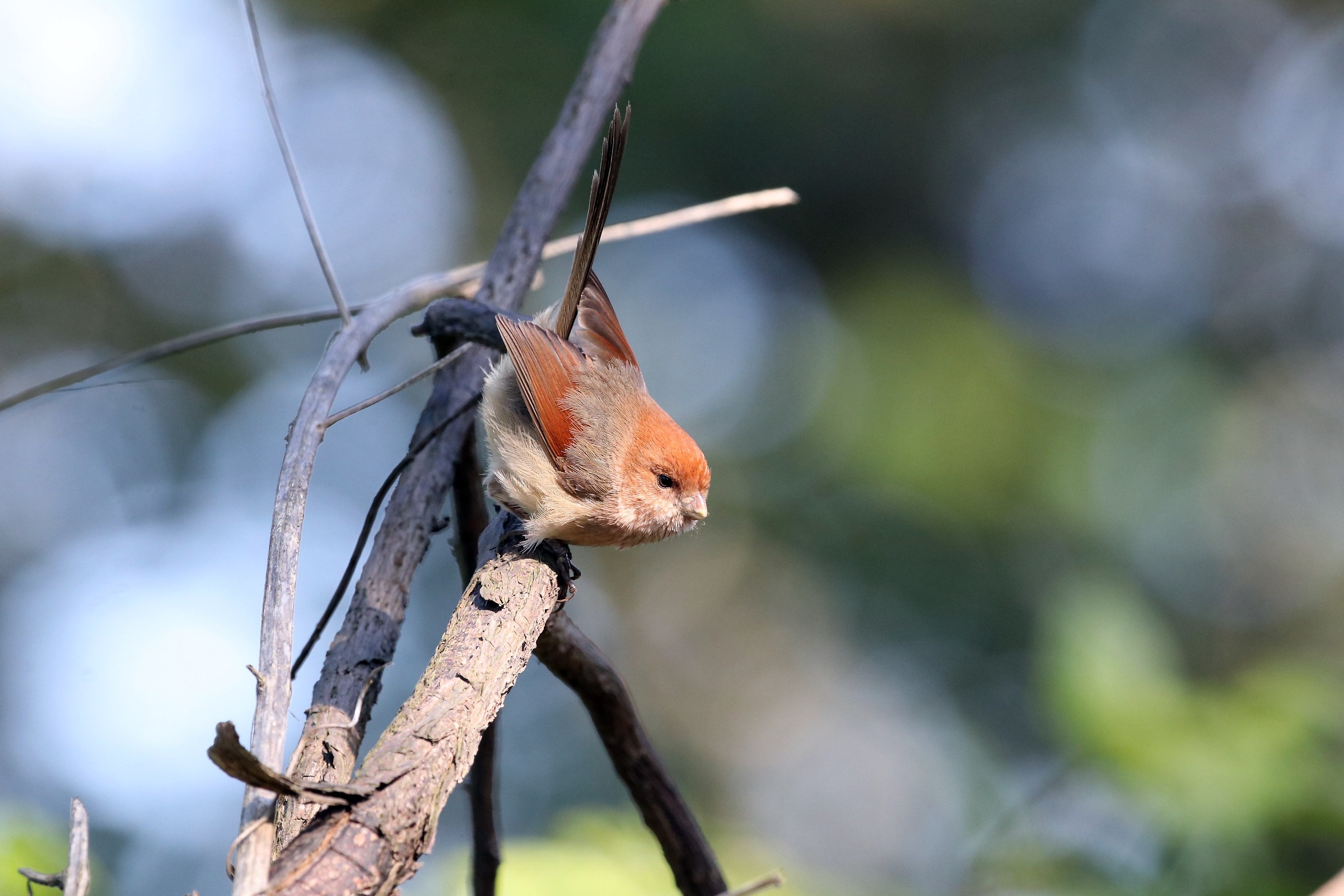 Vinous-throated Parrotbill
