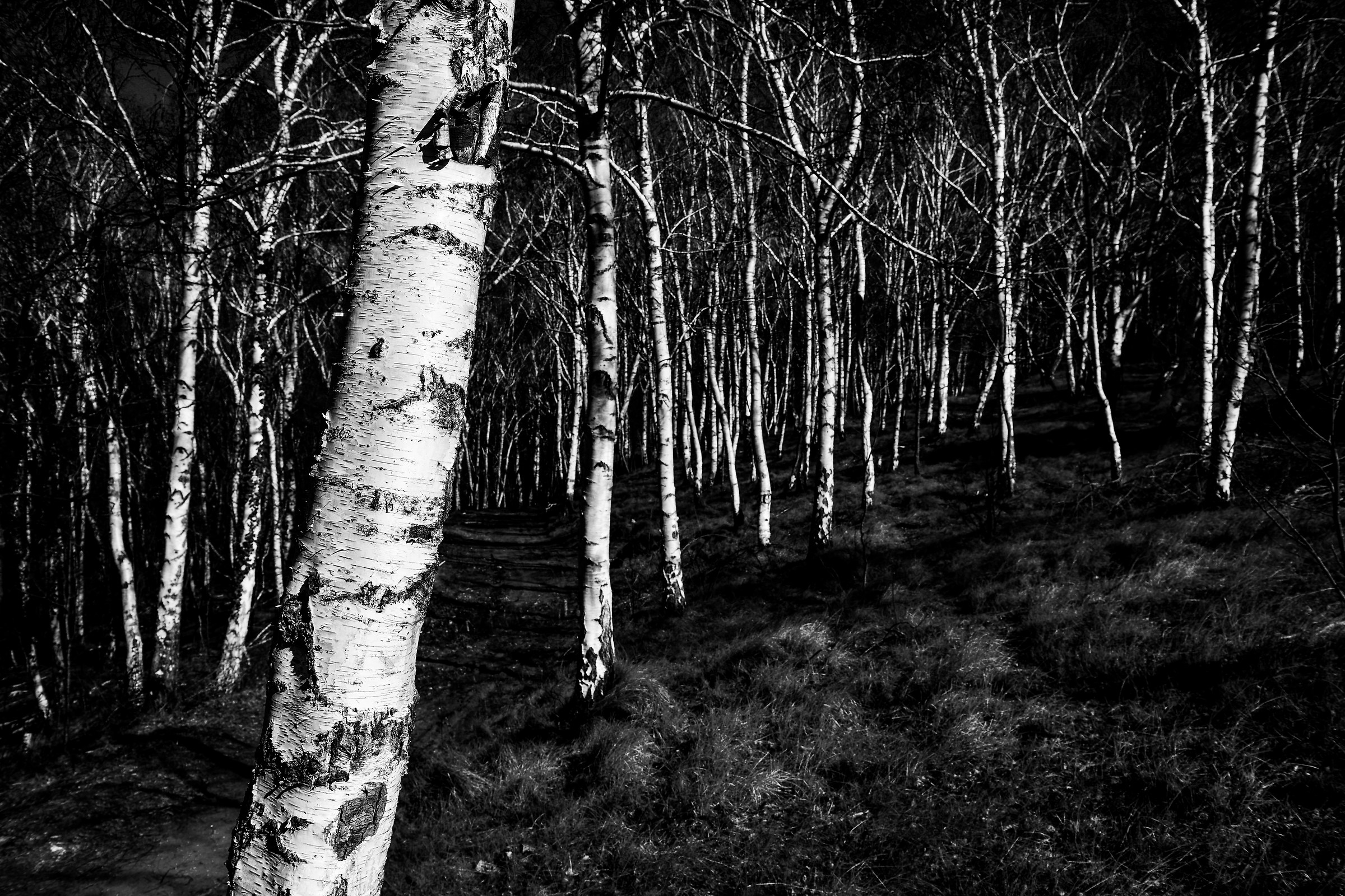 In the birch forest!