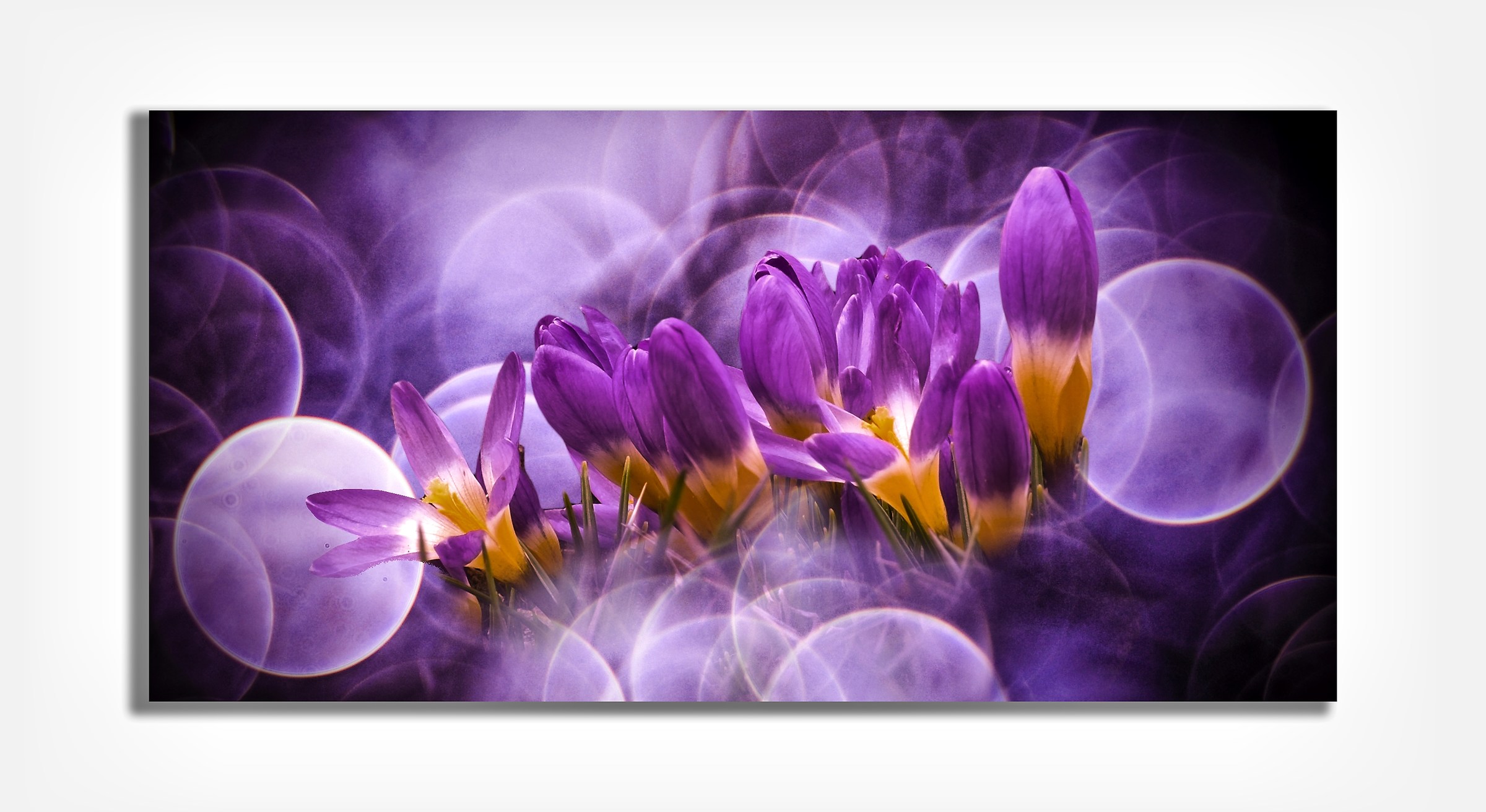 crocus on 3pln