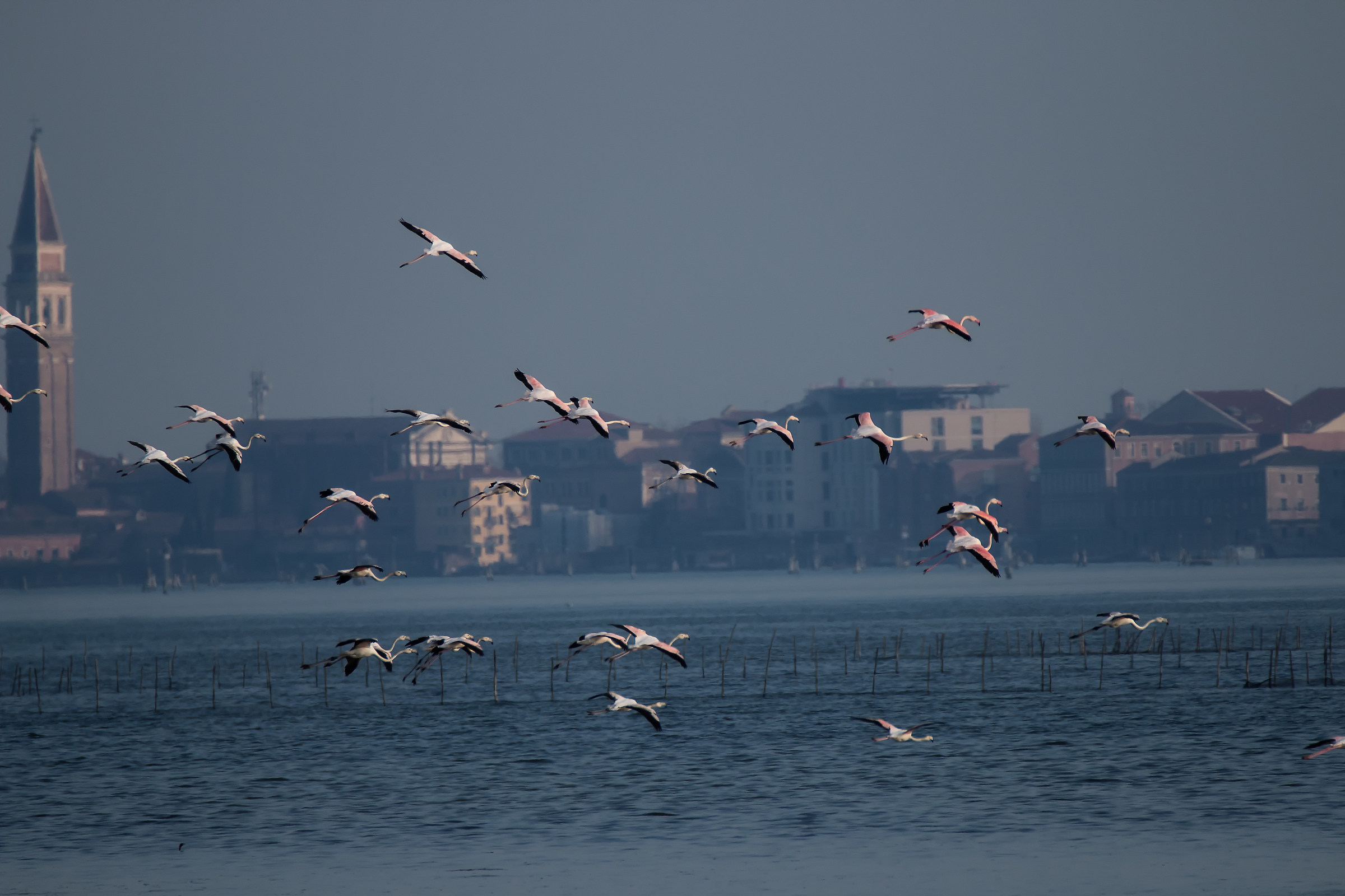 Fenicotteri a Venezia