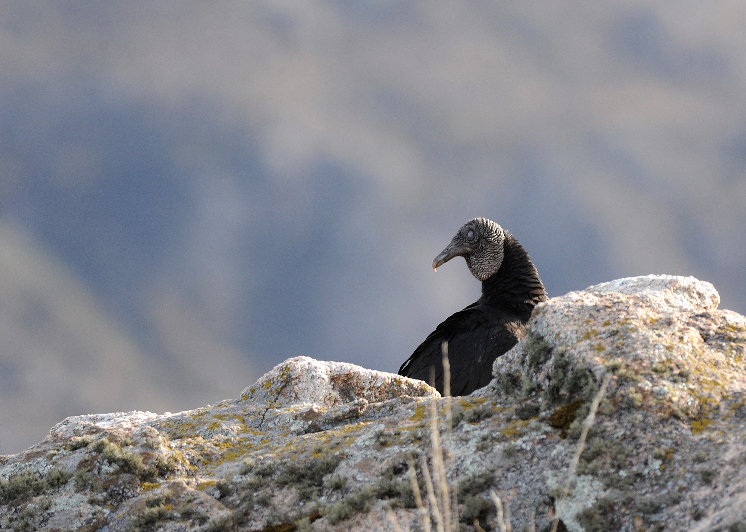 condor andino argentino