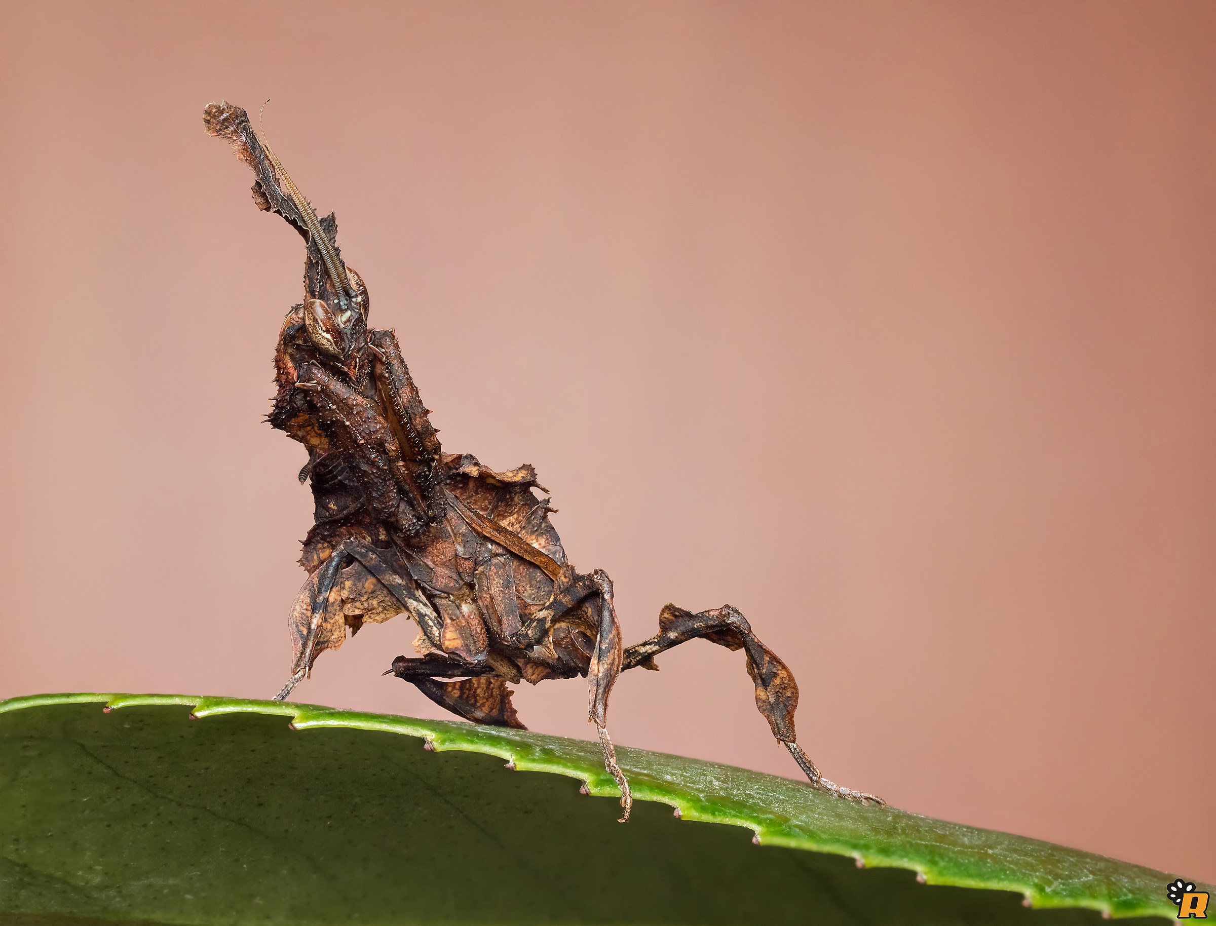 Phyllocrania paradoxa &male;