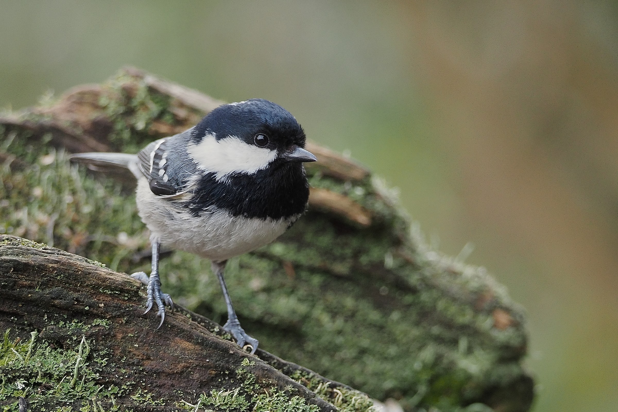 cinciallegra (parus ater)