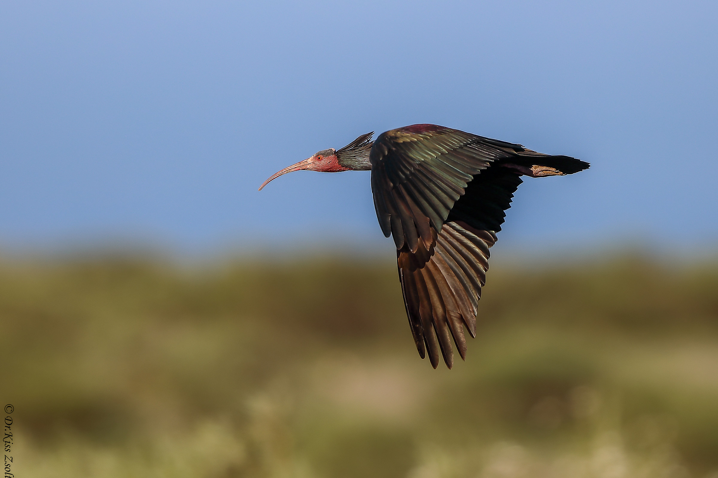 Bald ibis