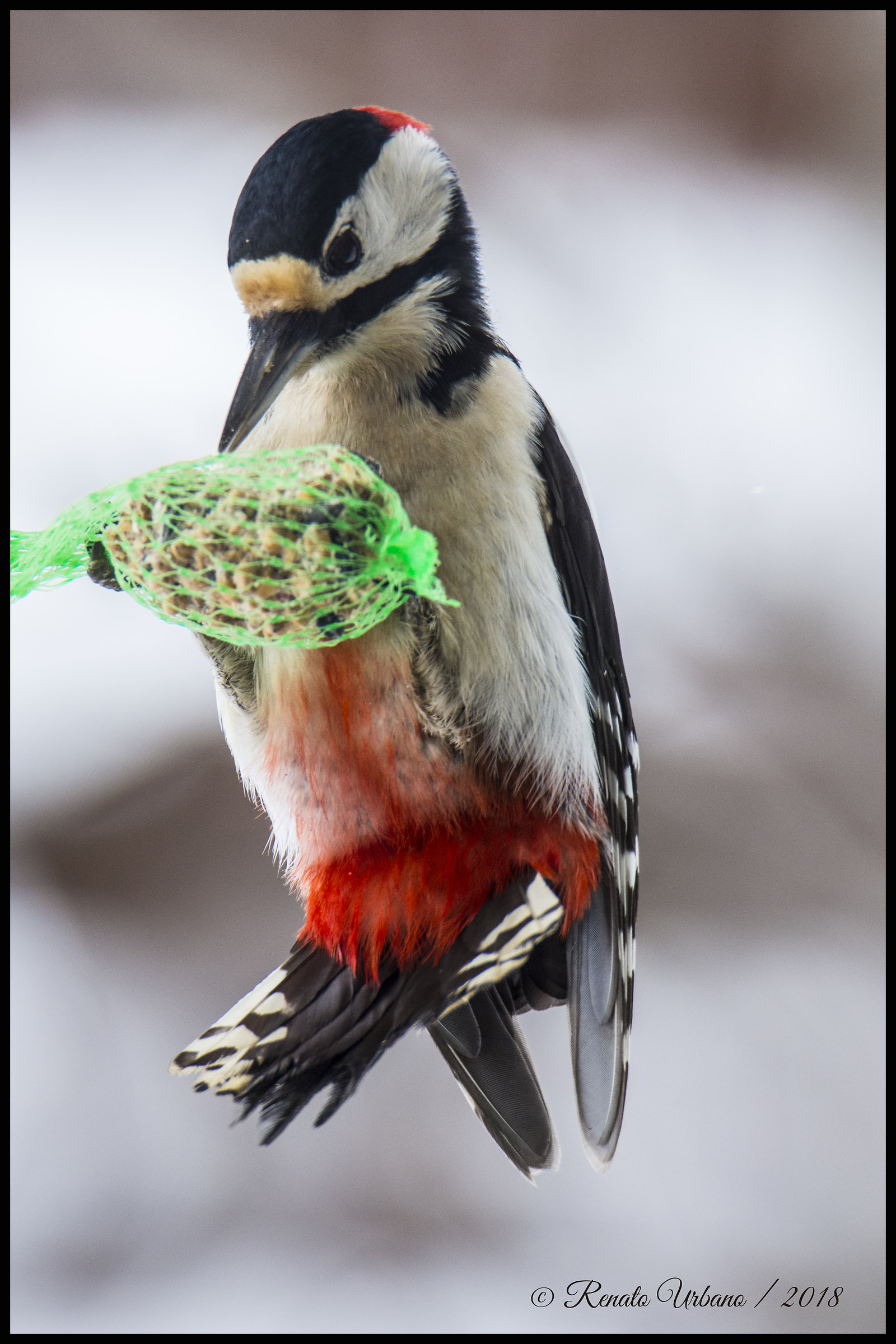 Hungry Woodpecker