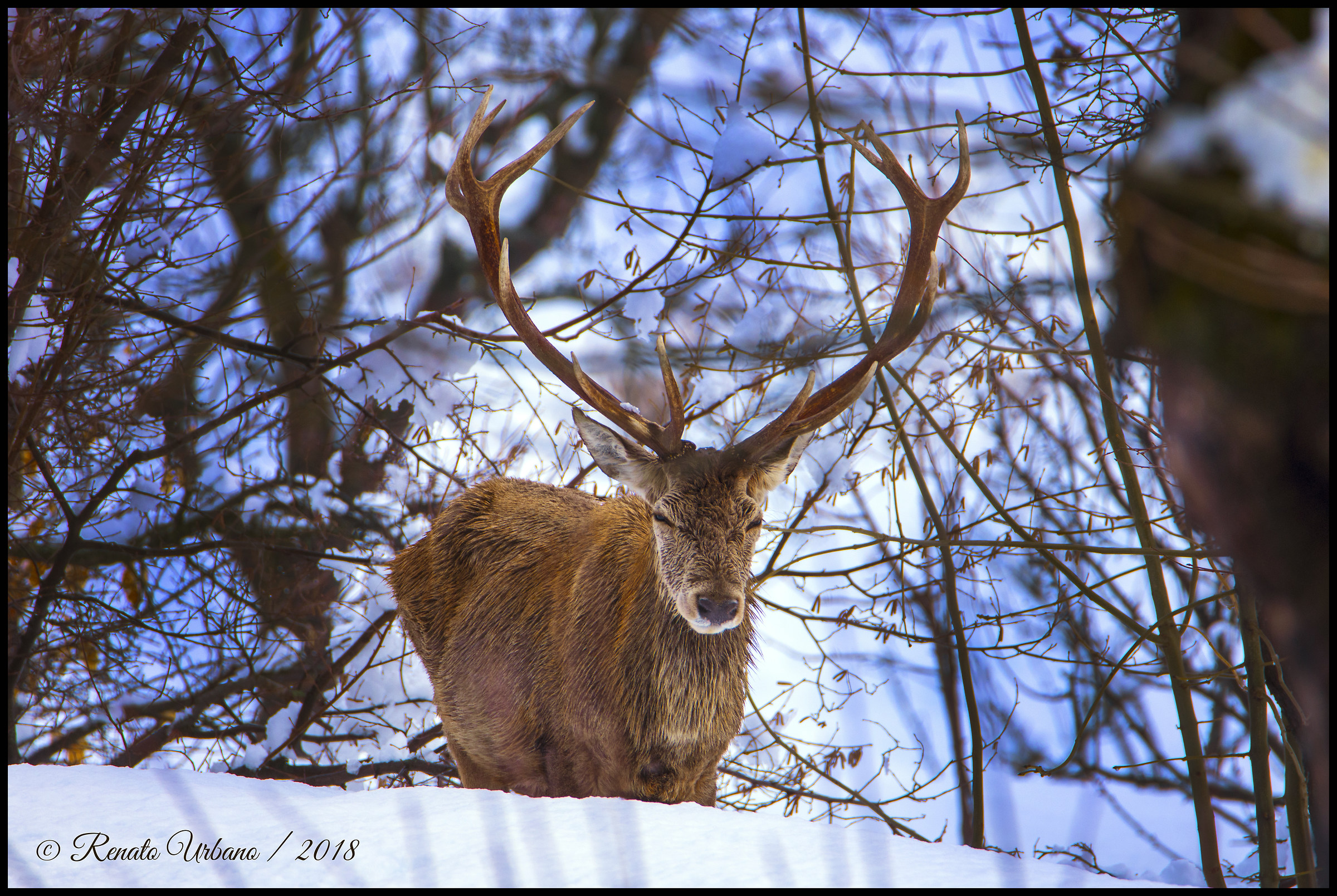 Close encounter with the deer