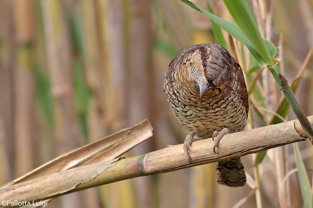 Torcicollo (Jynx torquilla)