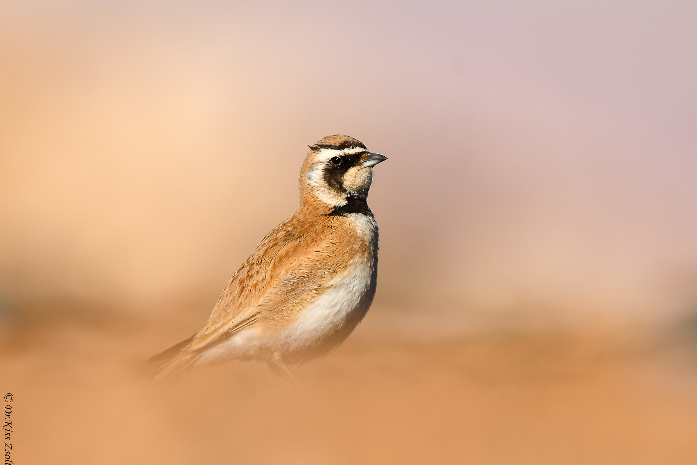 Temminck's horned lark