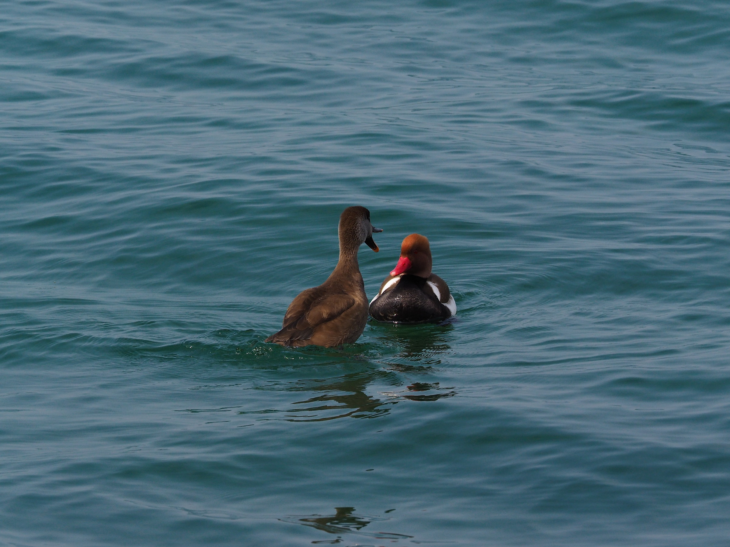 coppia di Fistione turco