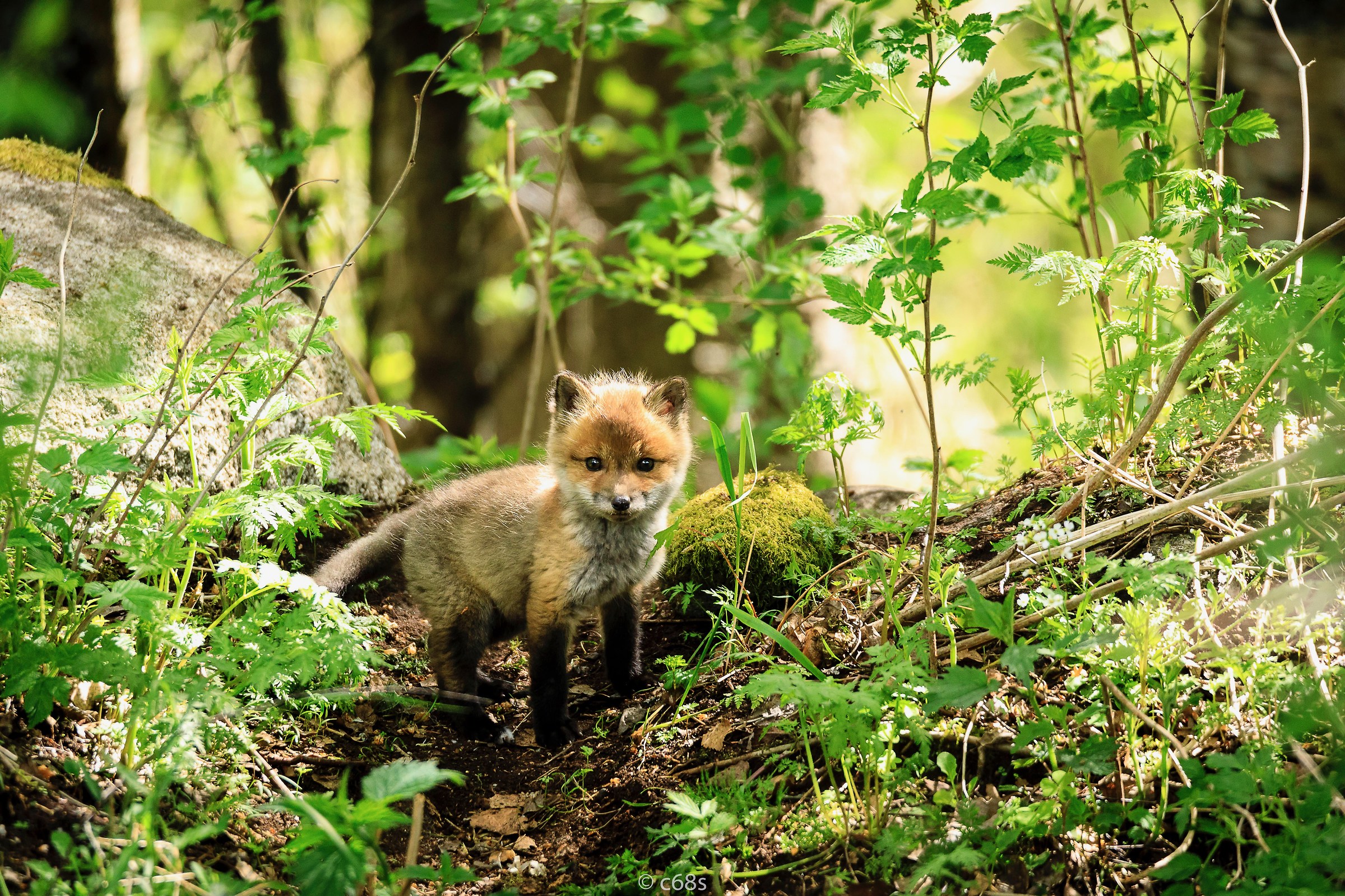 volpe cucciolo Svezia / Jämtland