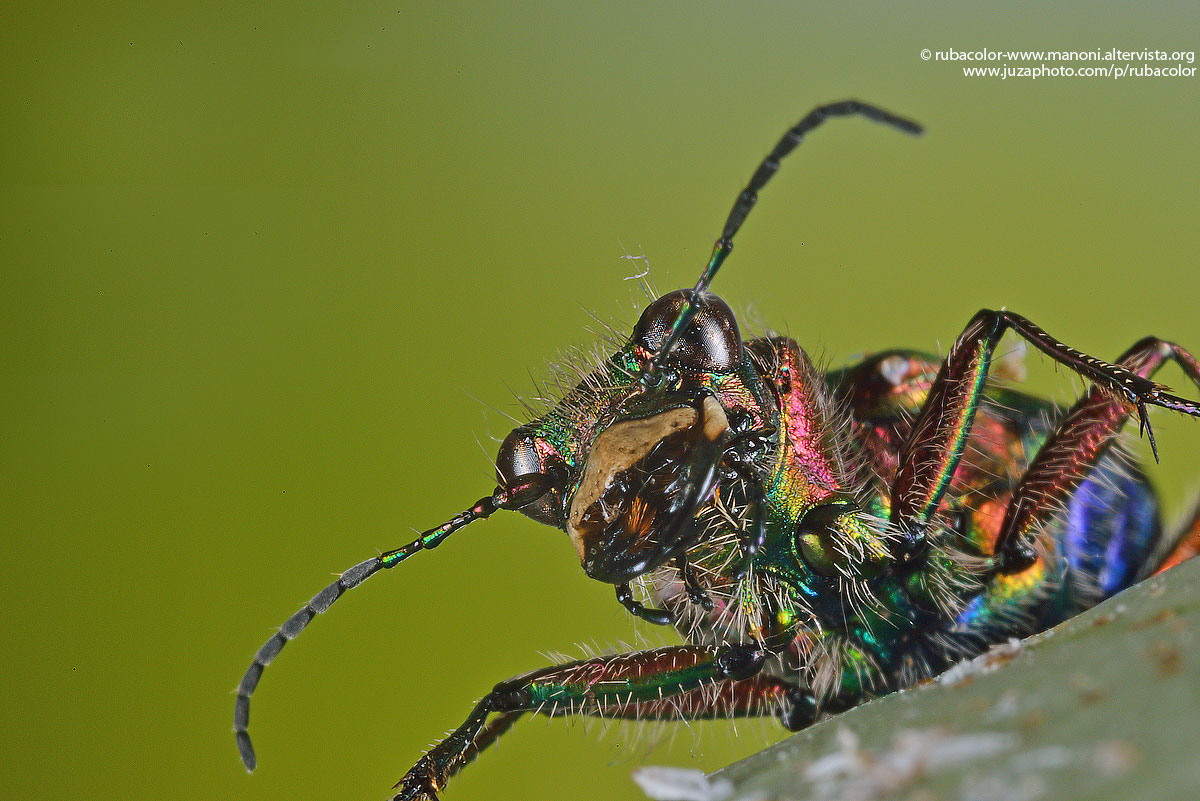 F22 per la cicindela