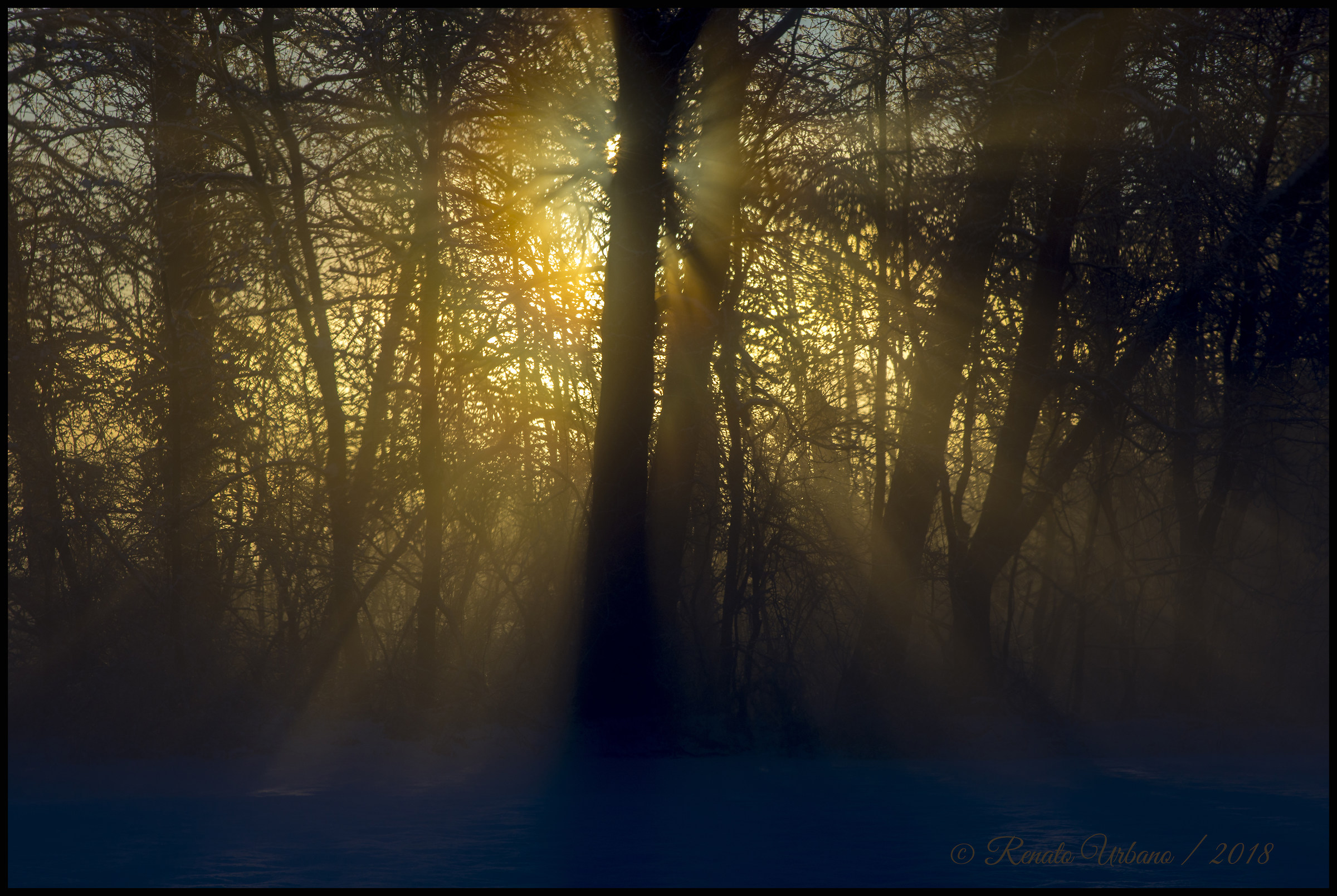 Sunbeams in the trees