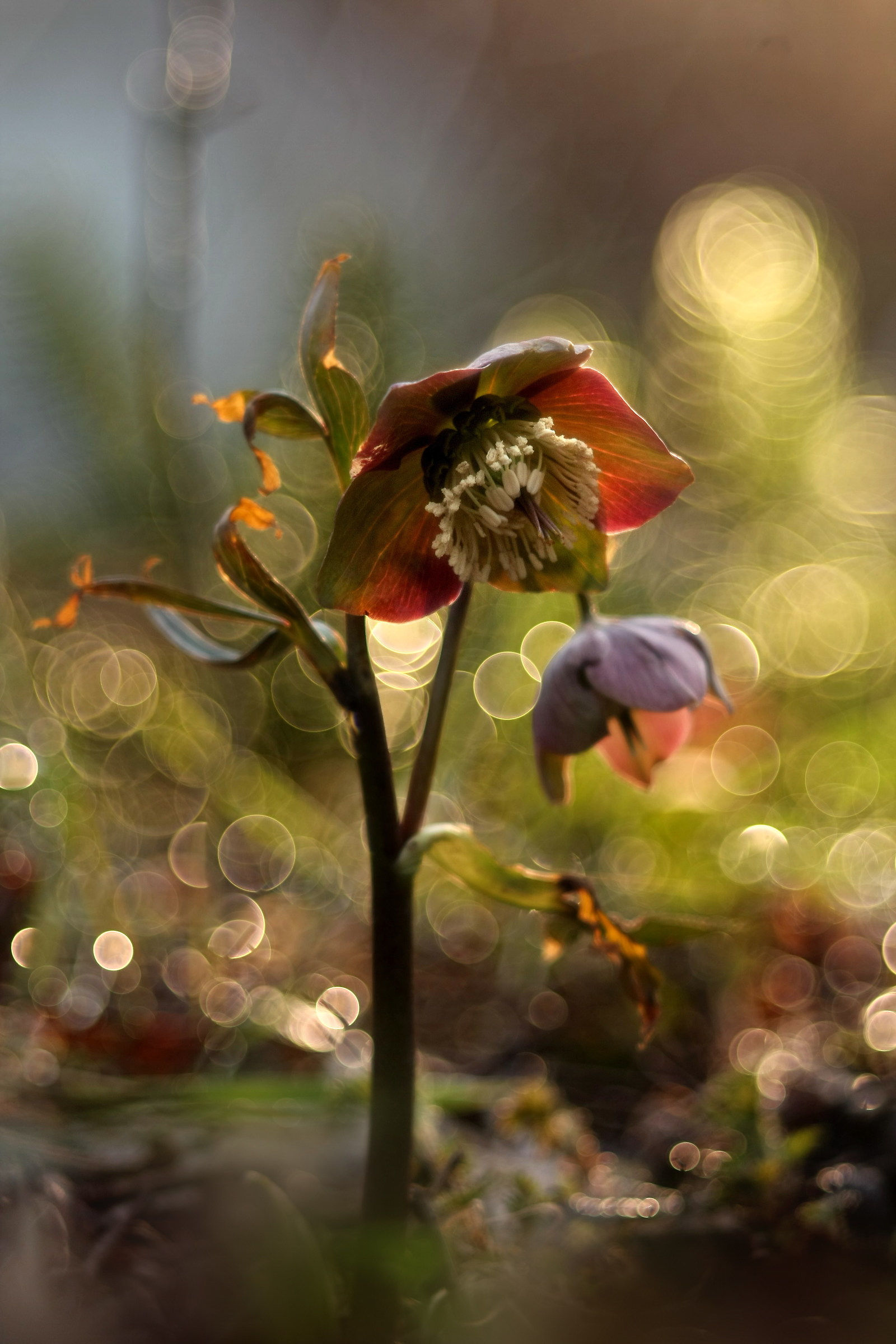 Helleborus purpurascens