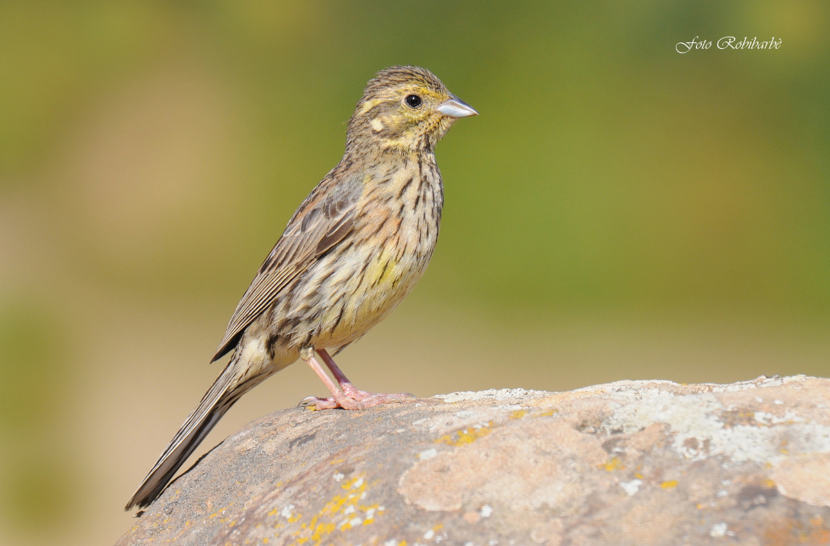Female black bunting ...