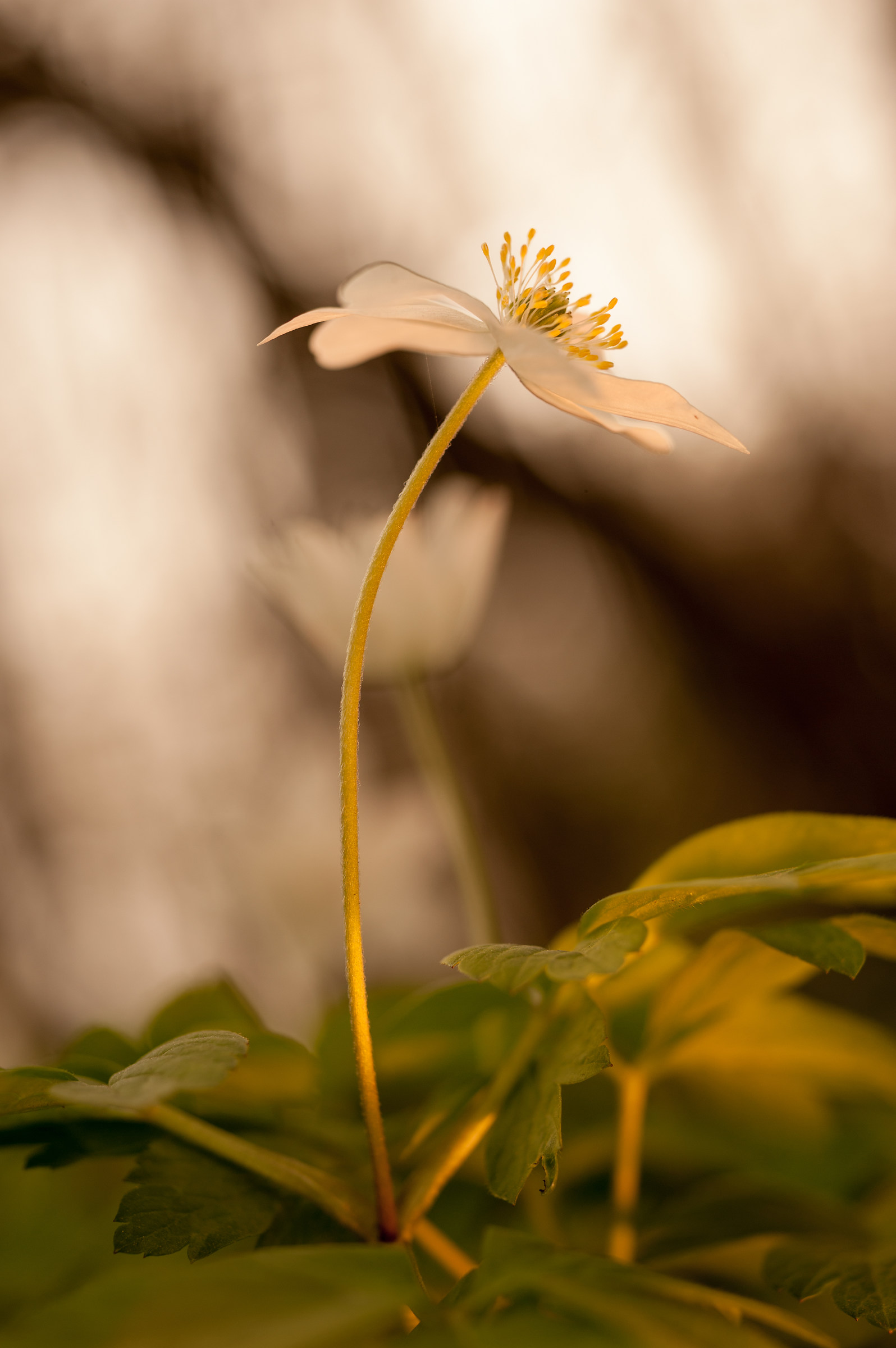 the last caress of the sun