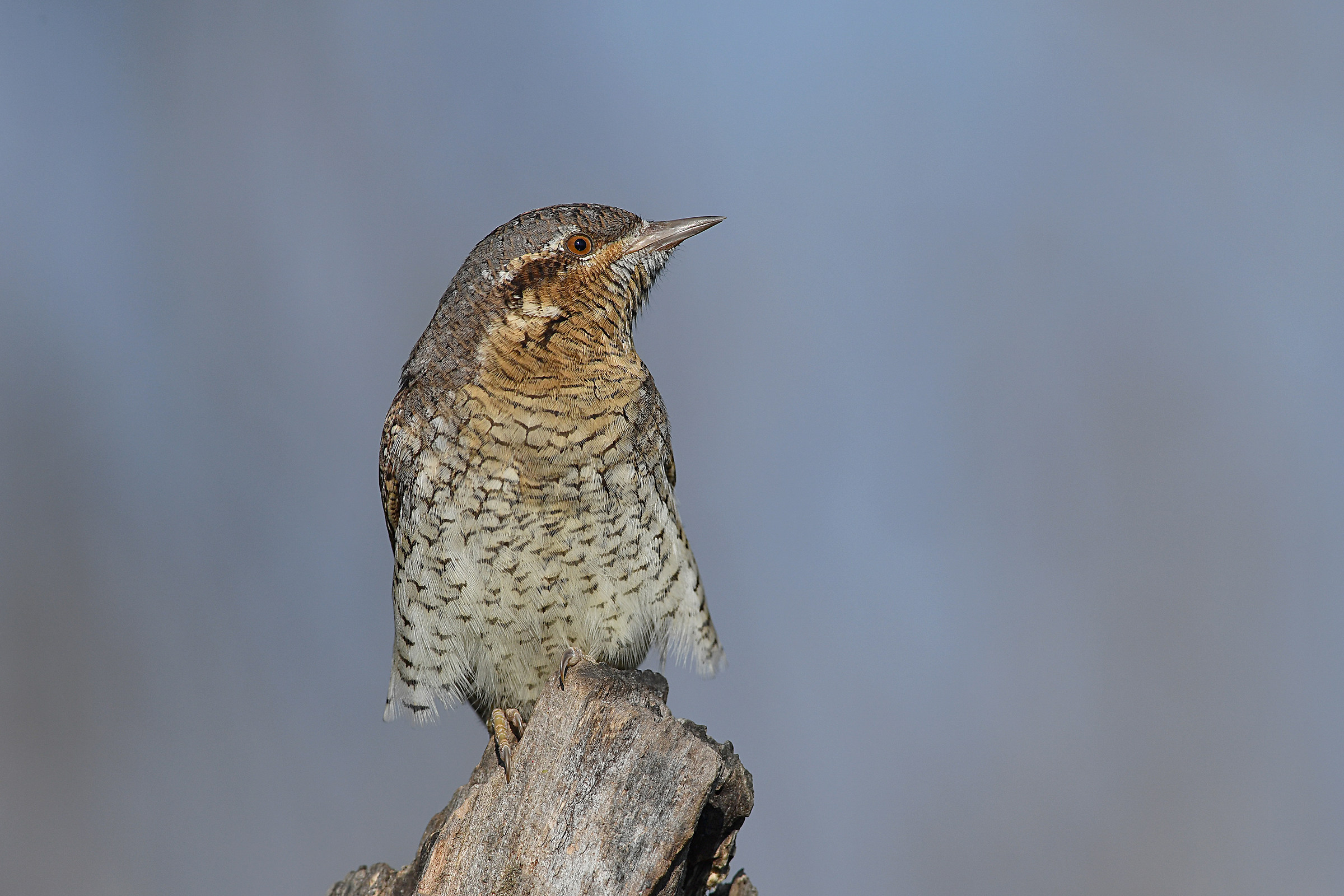 Storie di piume  10    ( Torcicollo )