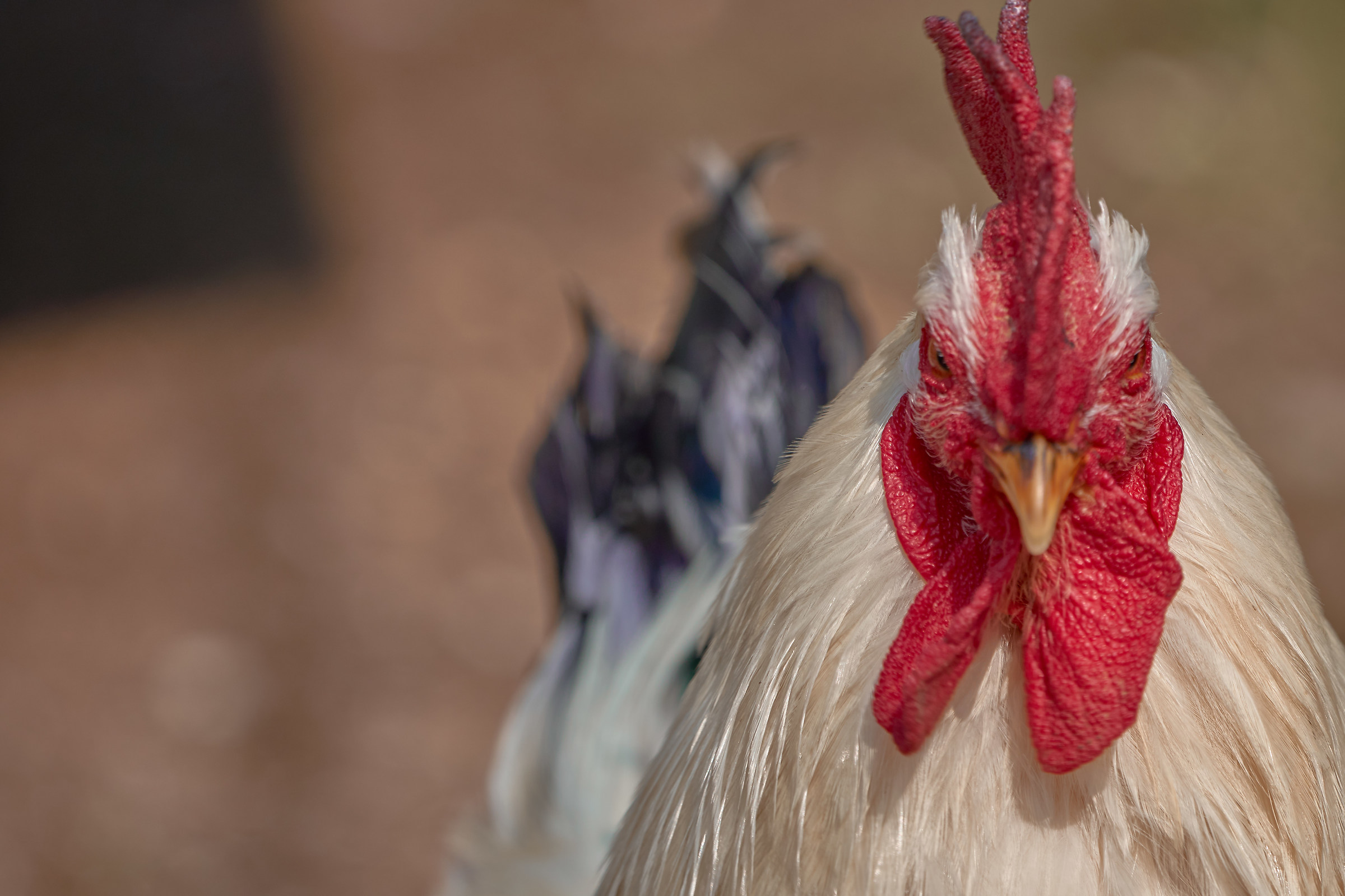 Ca ** or watch ?? !!!