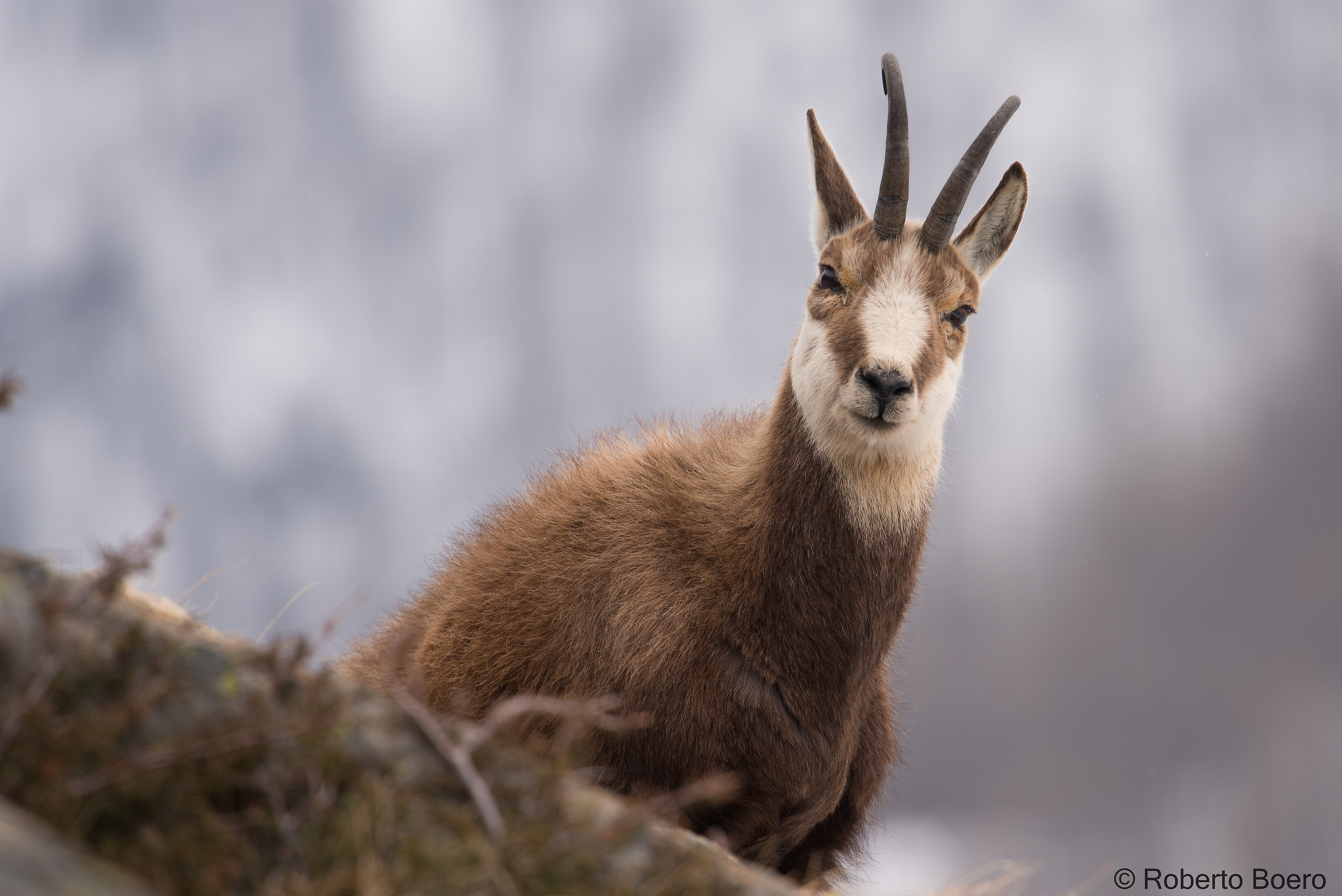 Chamois