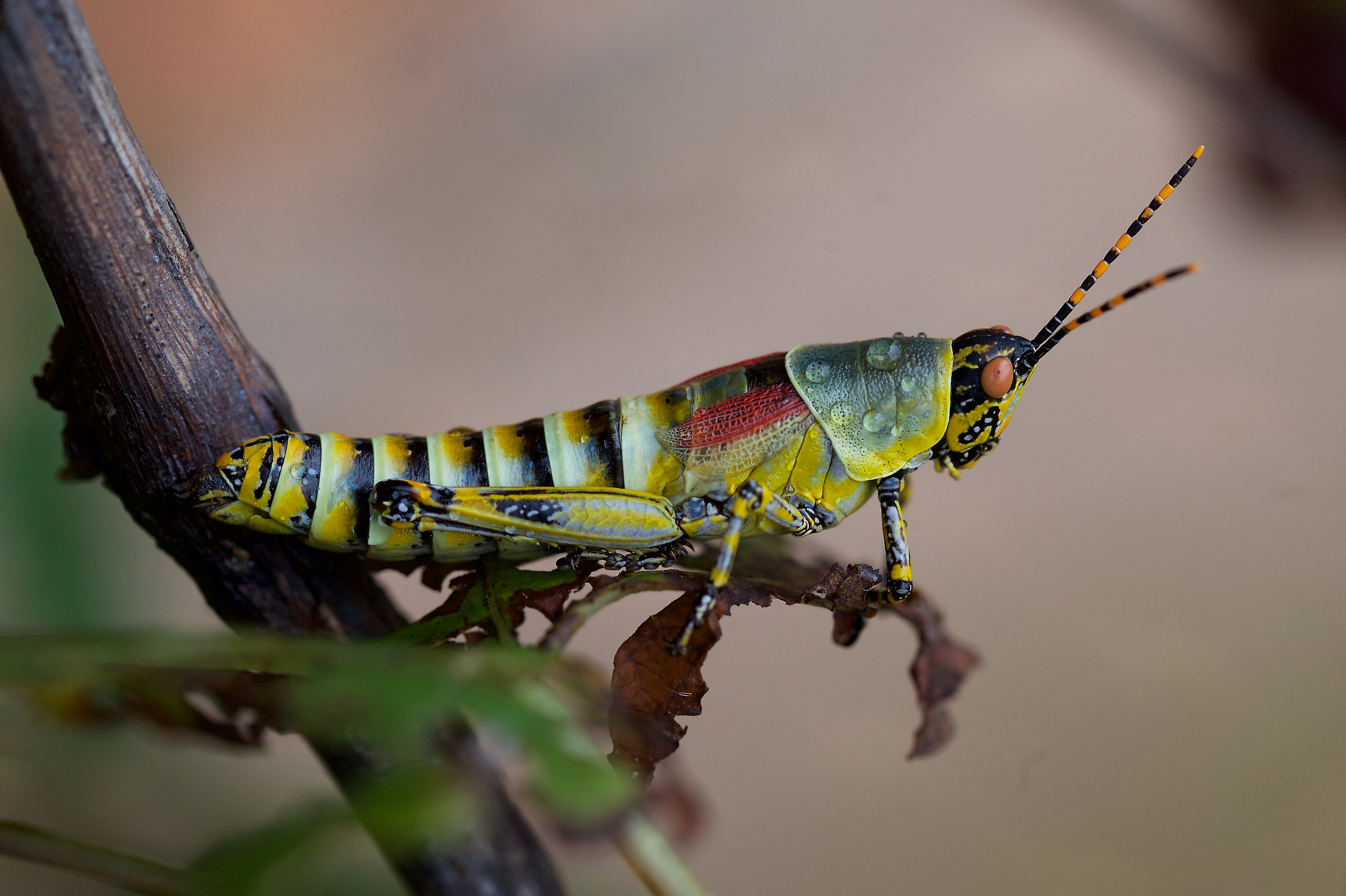 zonocerus variegatus