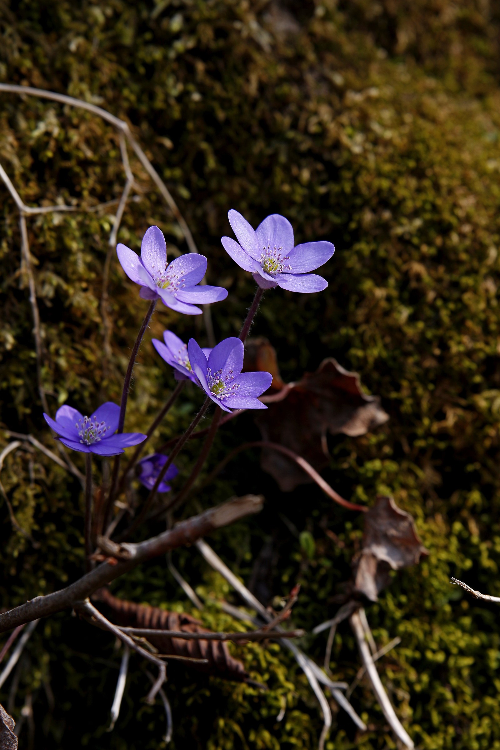 Anemones in Sottobosco