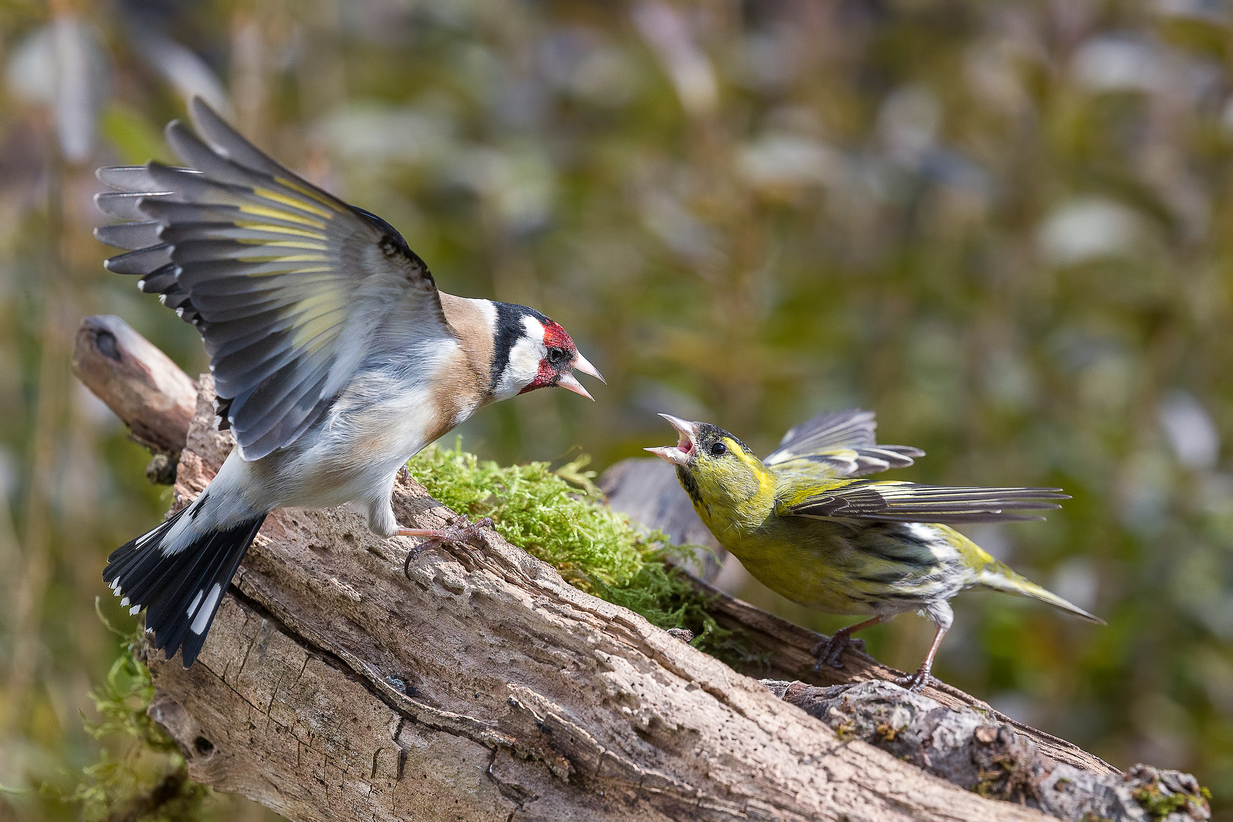 Goldfinch and Lucherino