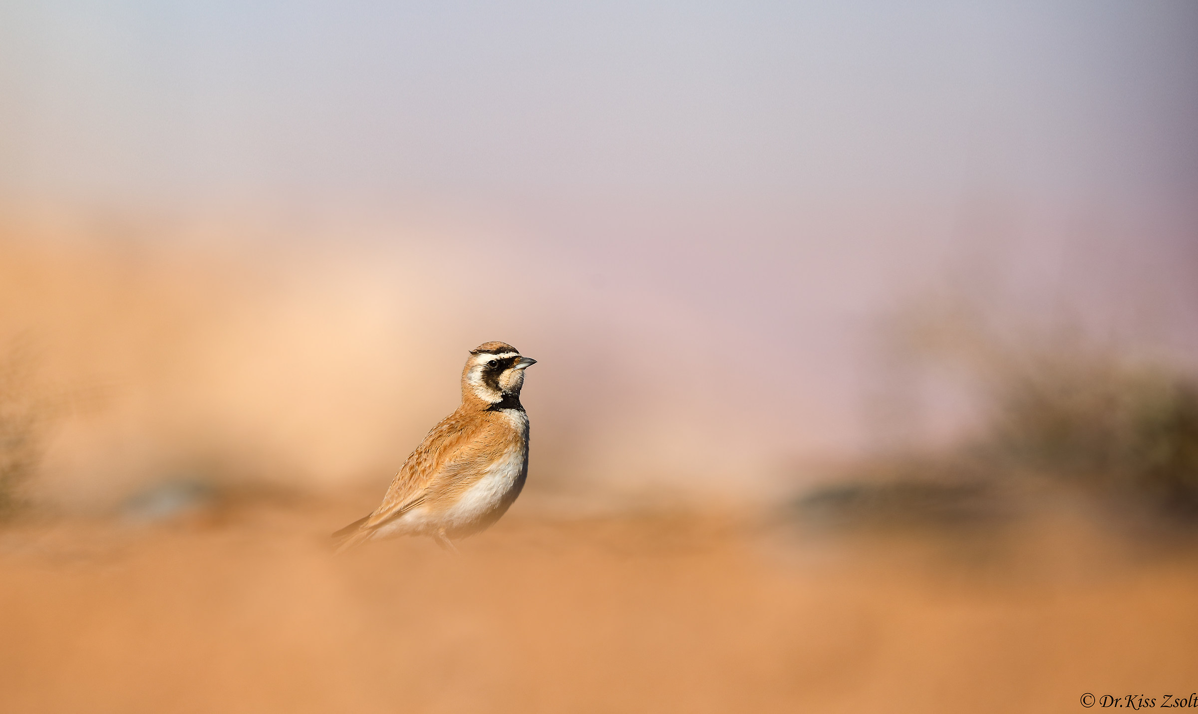 Temminck's horned lark
