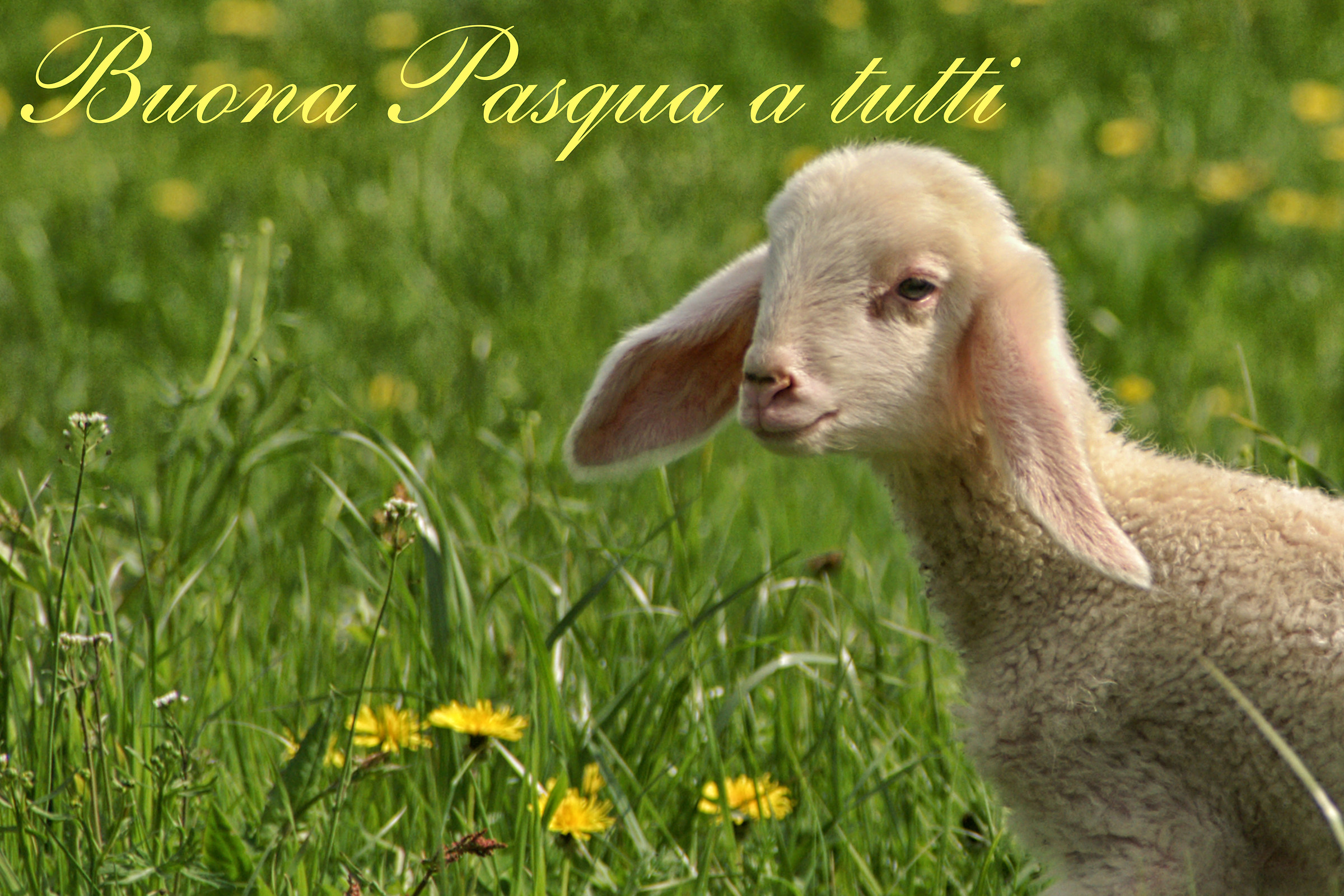 Vi prego non mangiatemi.....