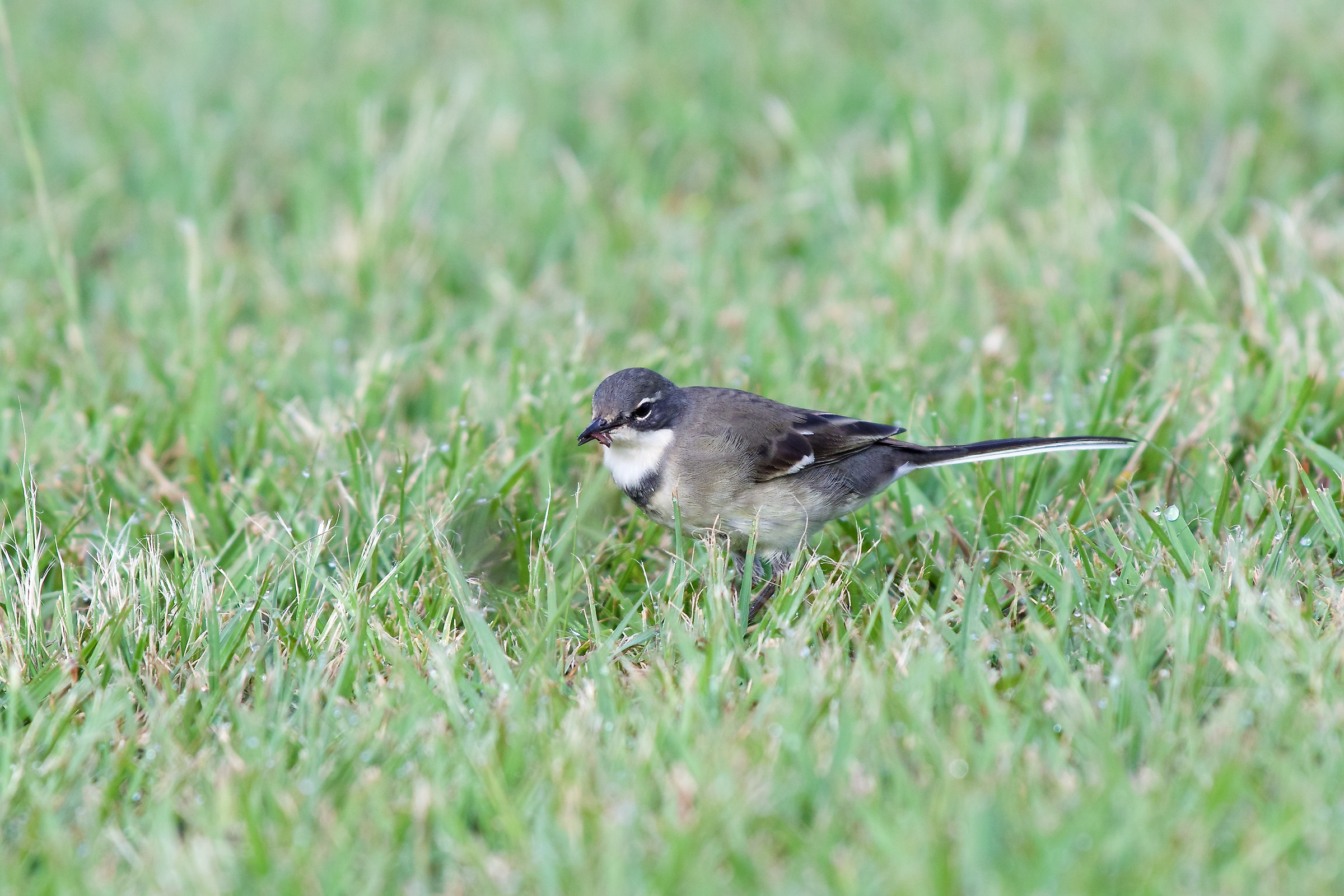 Cape Wagtail