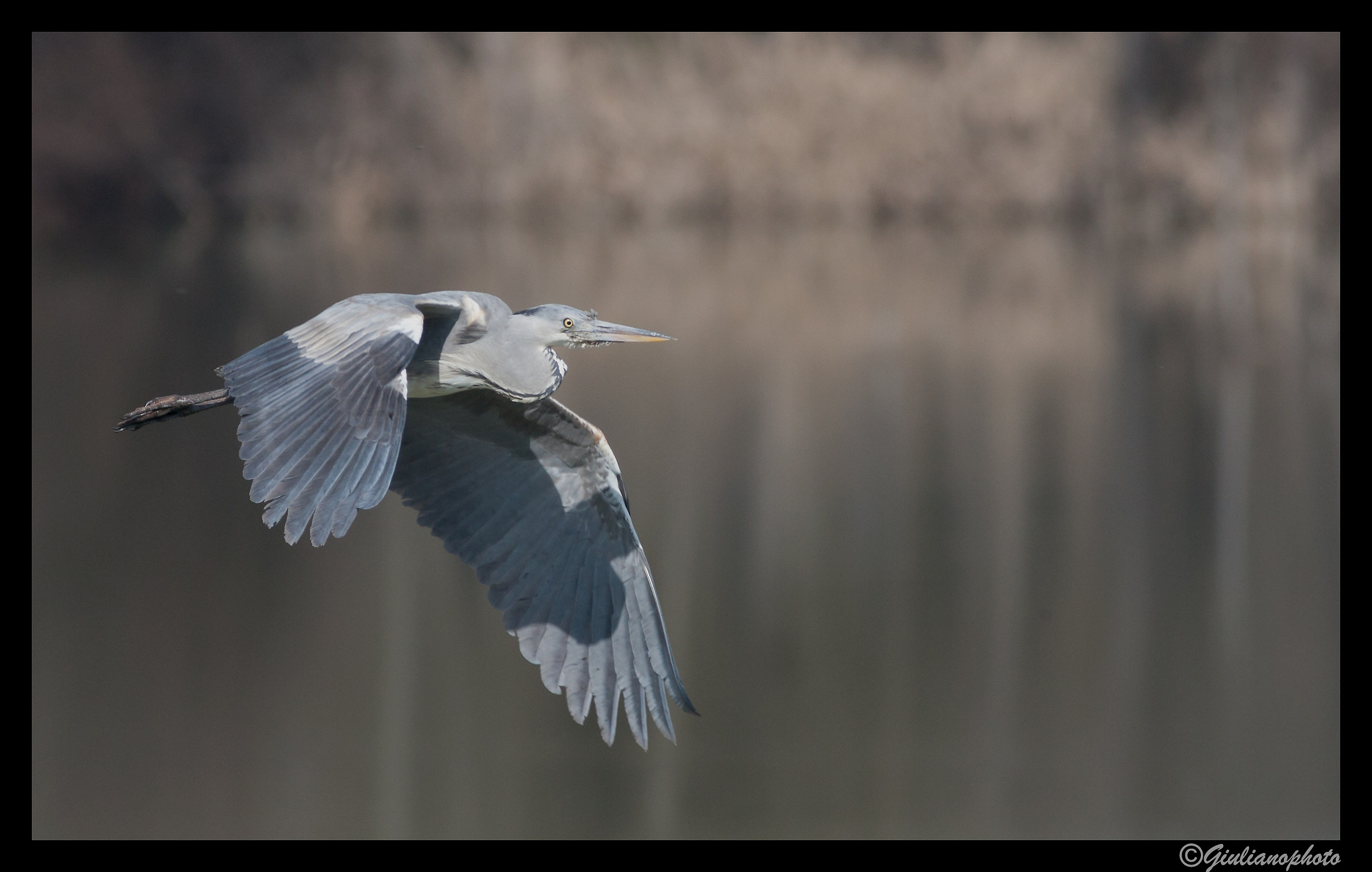 Gray heron