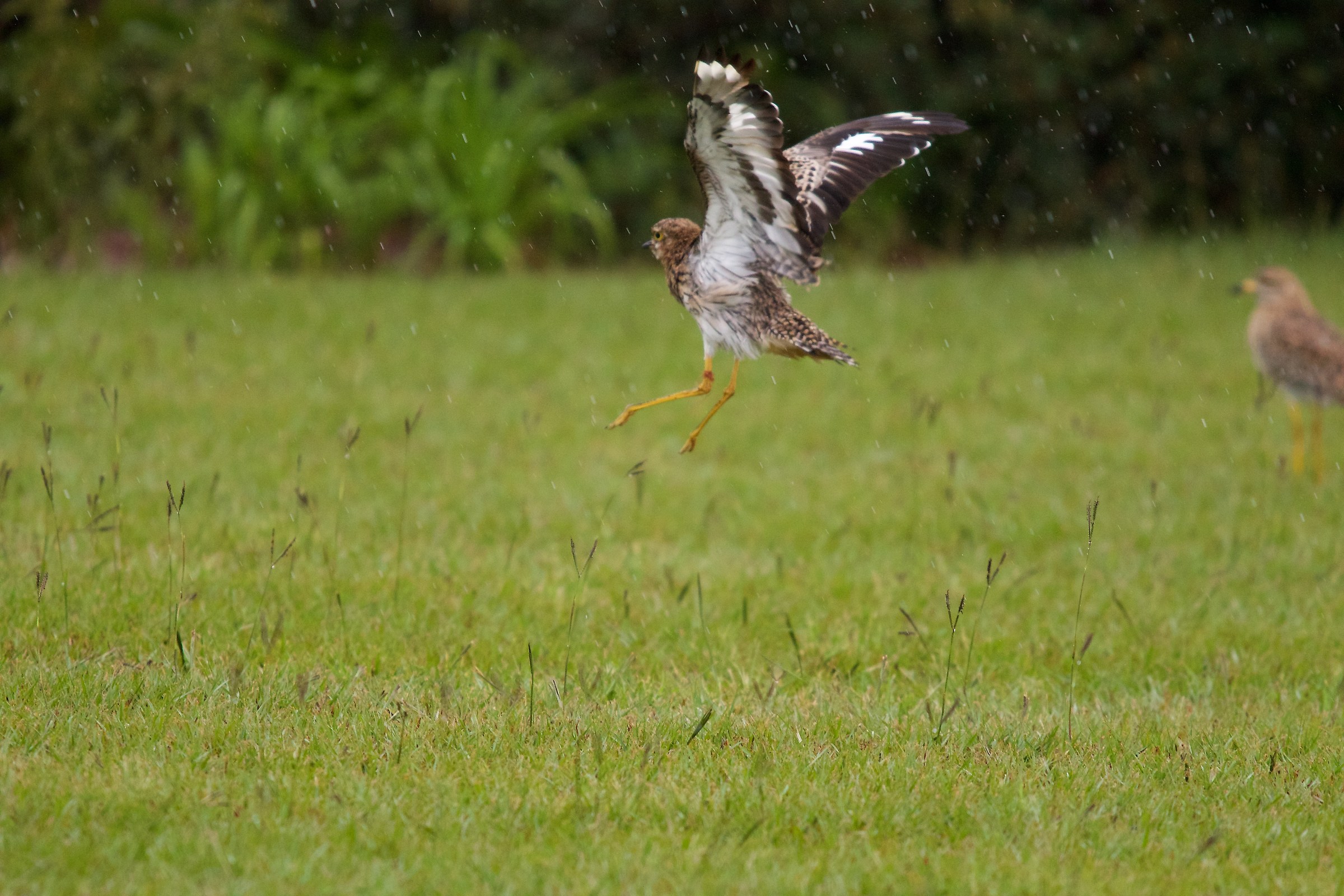 Spotted Thick-knee