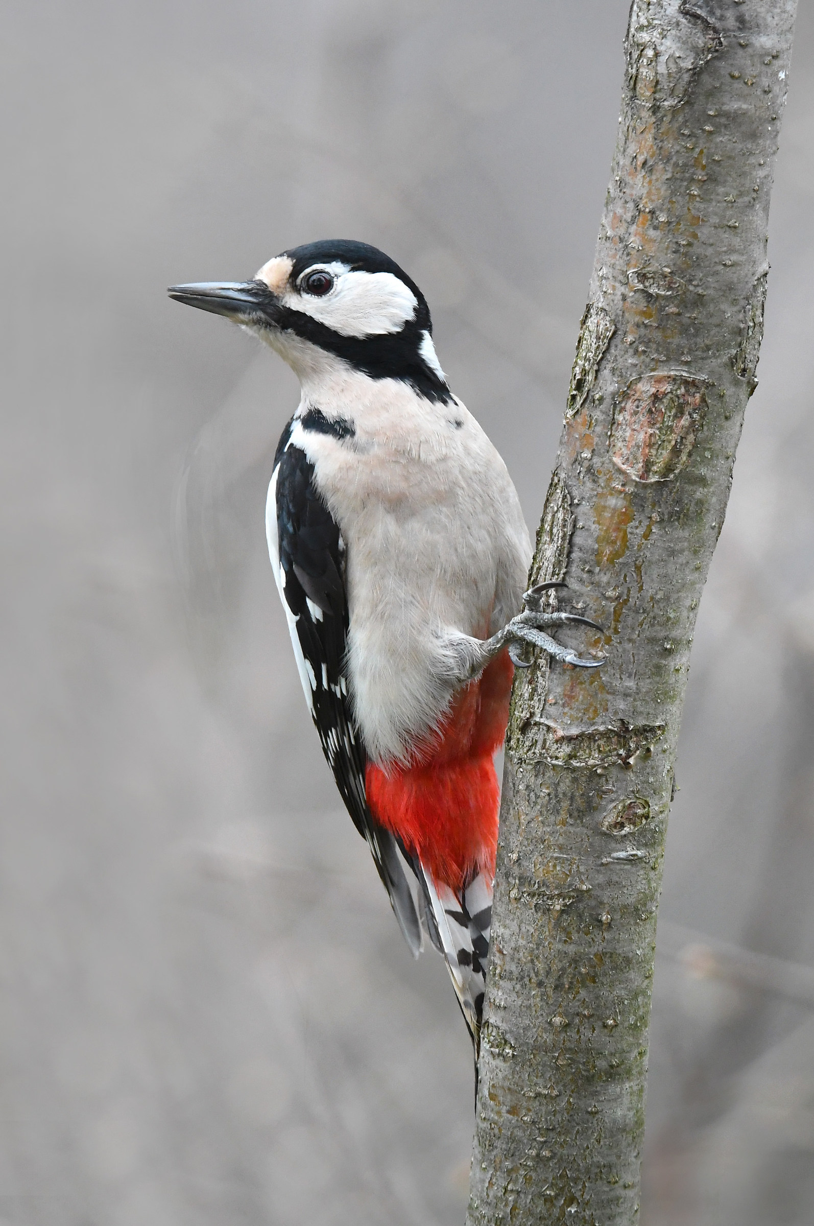 all' erta - picchio rosso maggiore